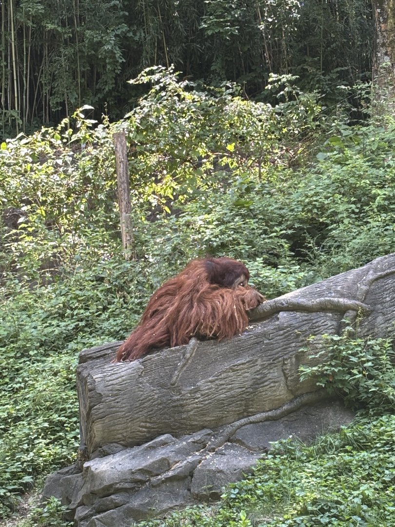 Sumatran Orangutan