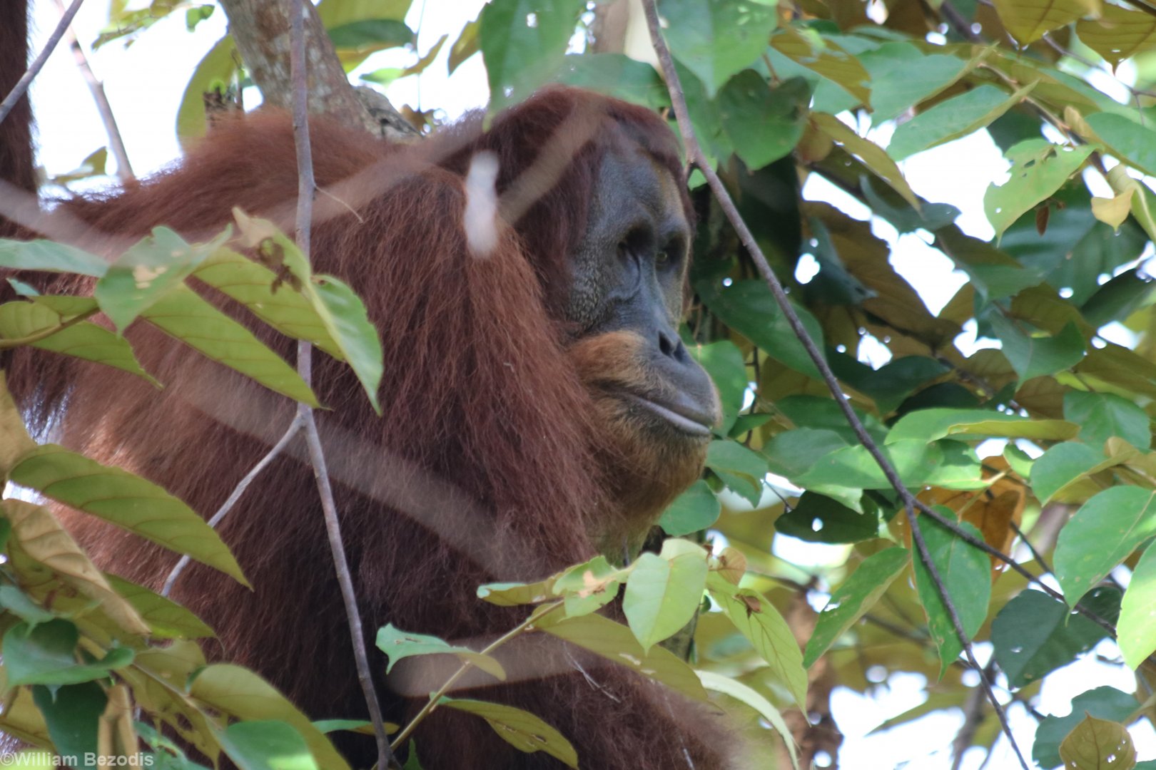 Sumatran Orangutan