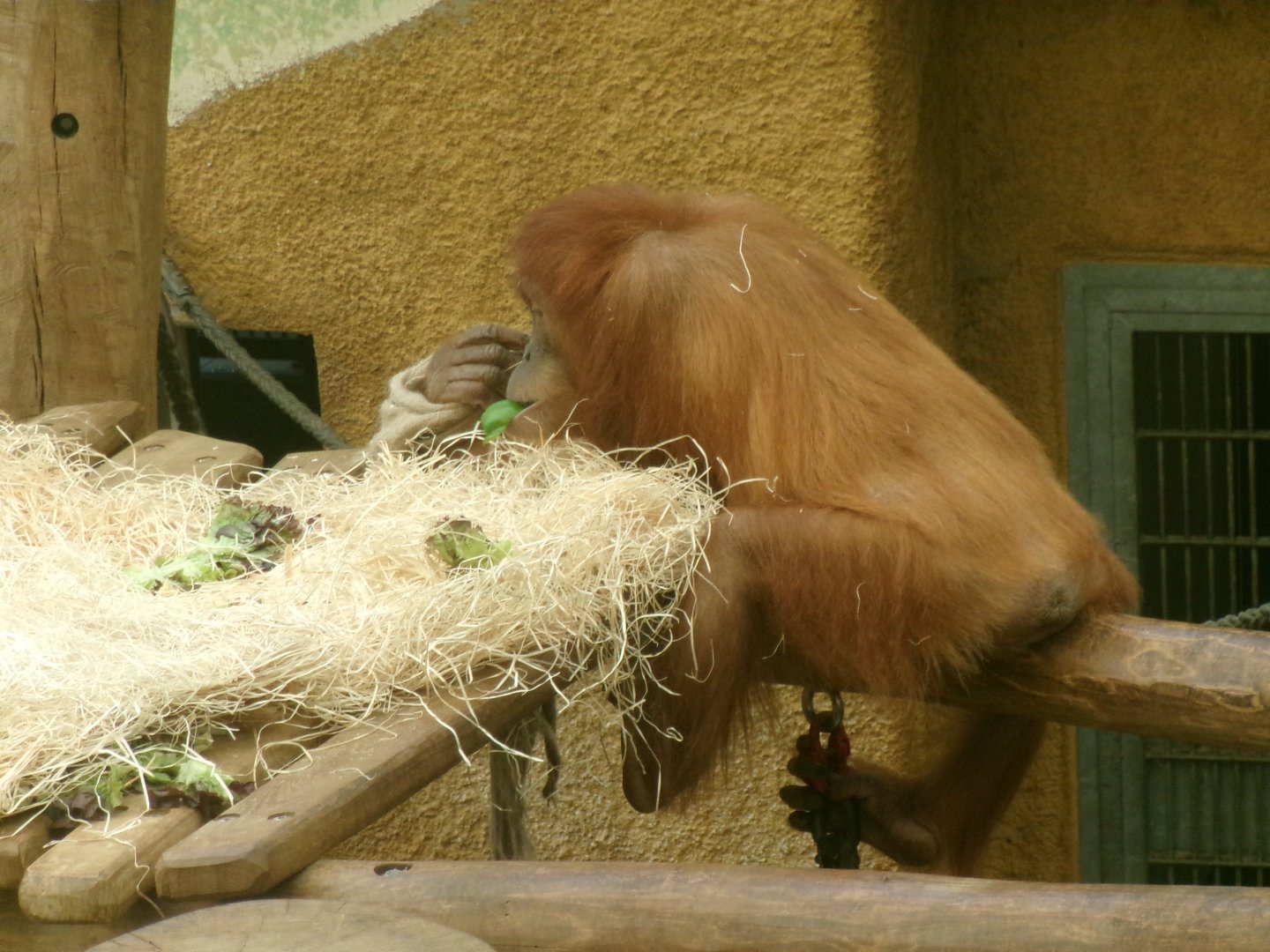 Sumatran orangutan