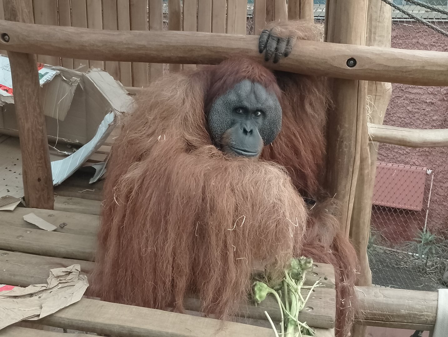 Sumatran orangutan