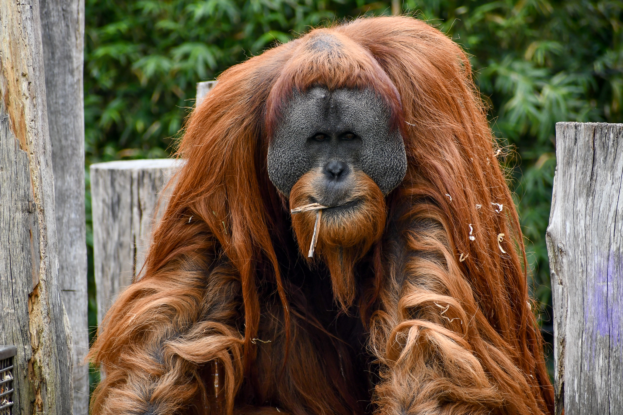 Sumatran Orangutan