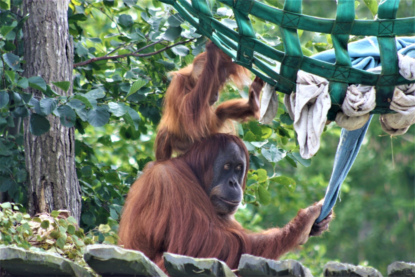 Sumatran orangutang - Female with young