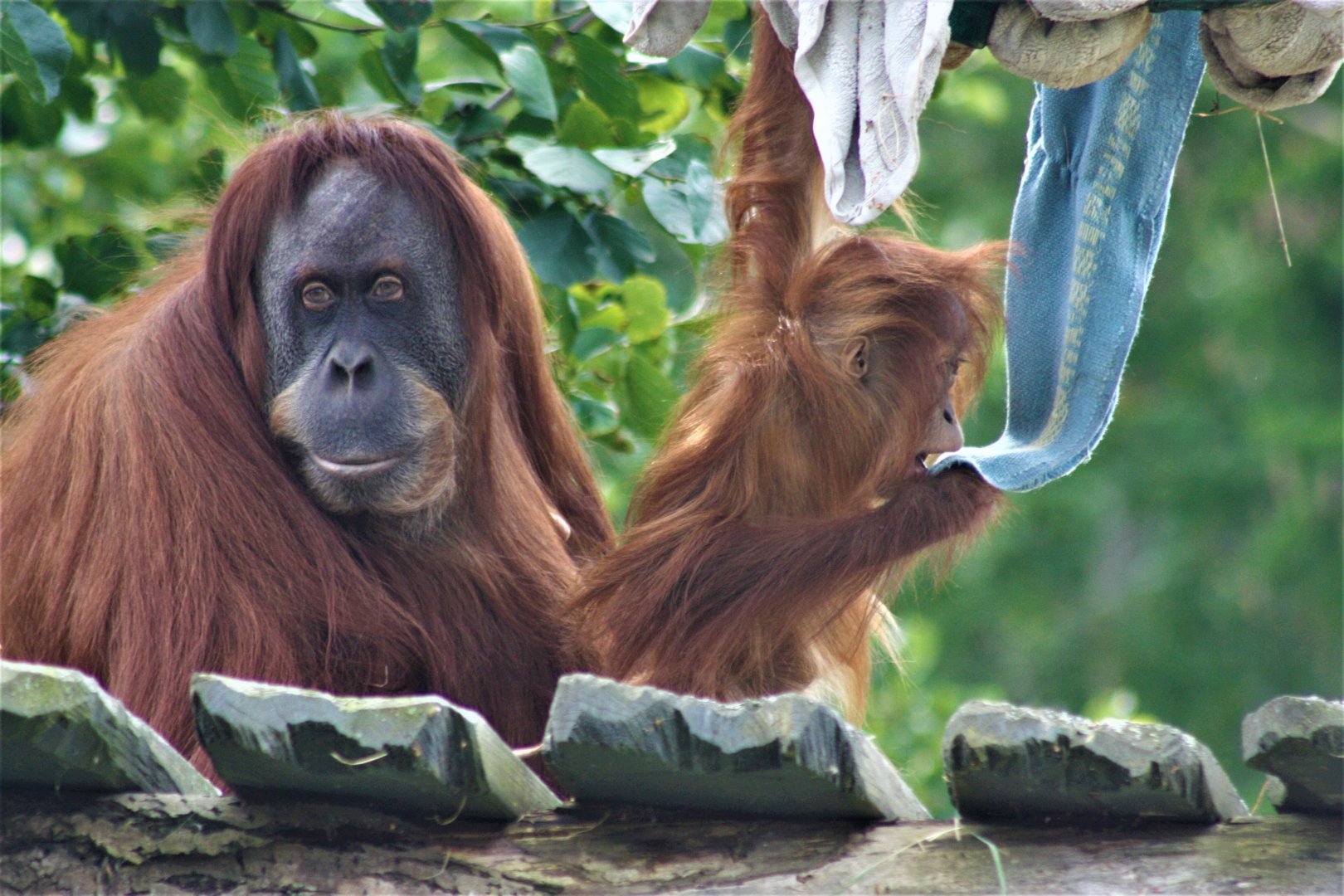 Sumatran orangutang - Female with young