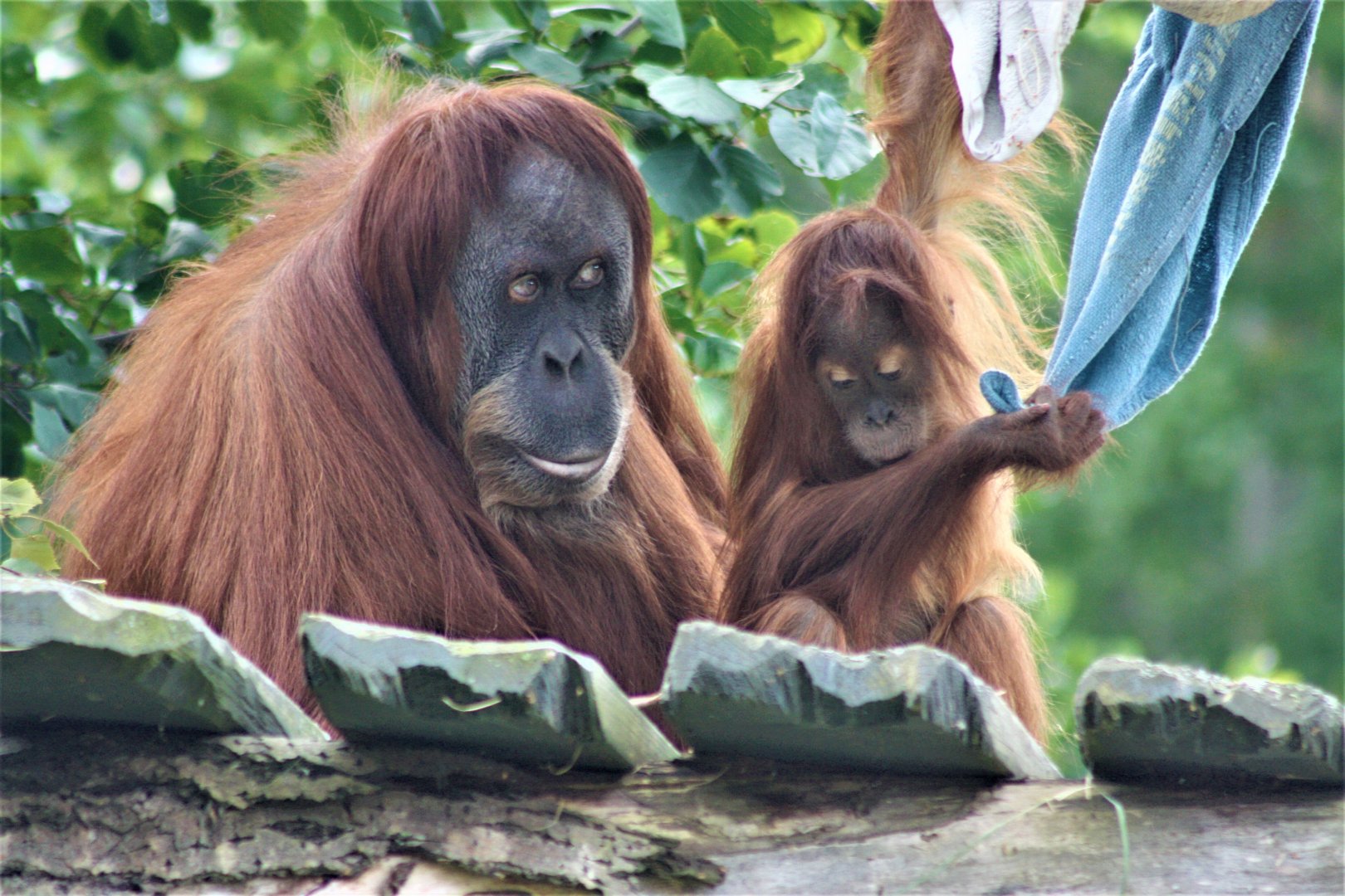 Sumatran orangutang - Female with young