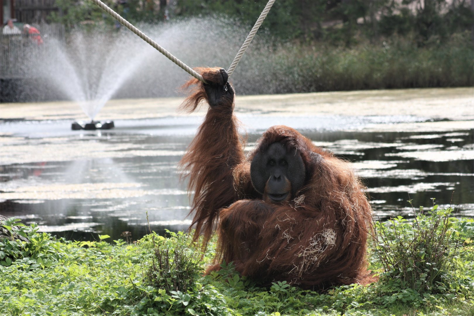 Sumatran orangutang - male