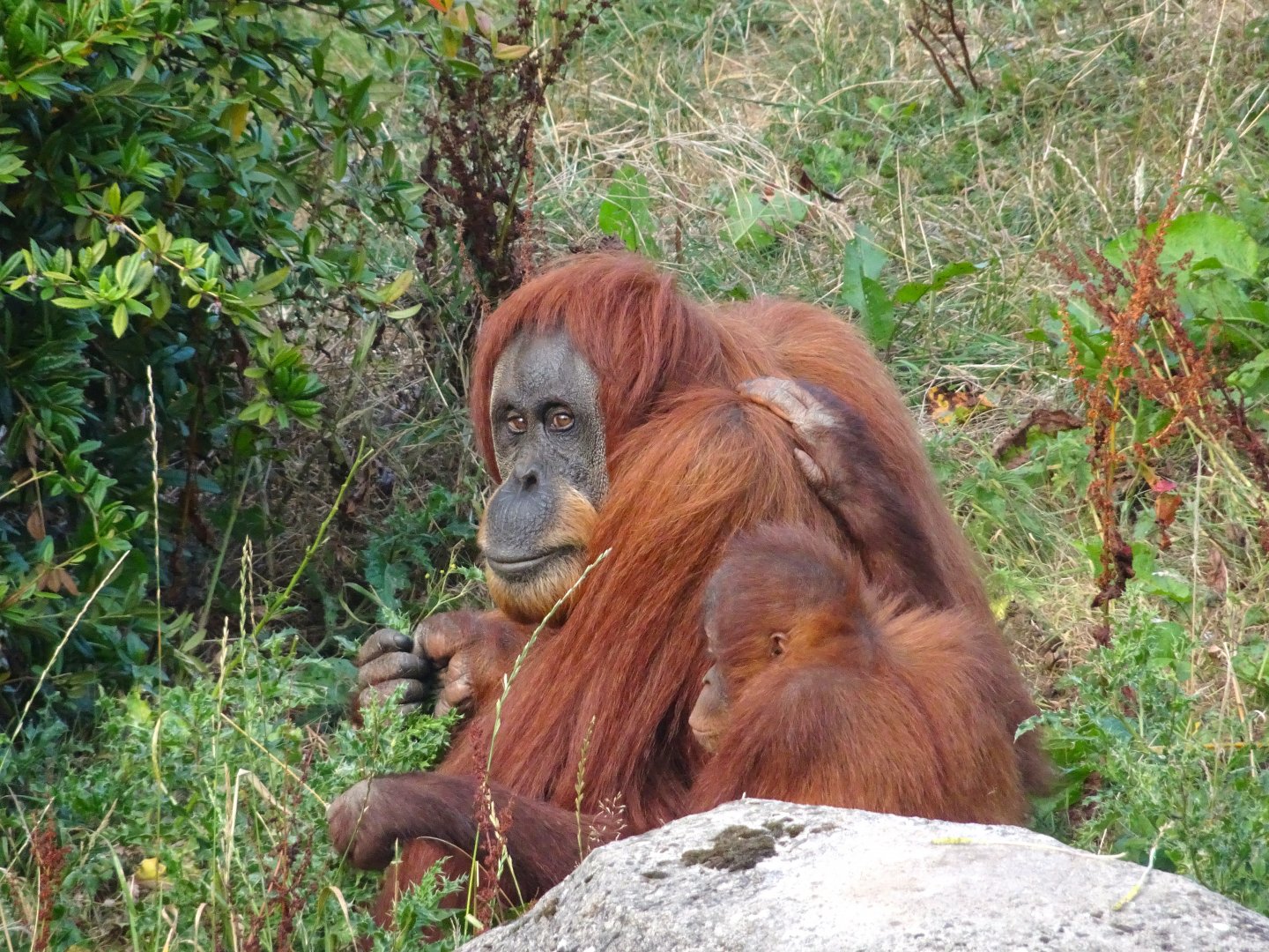 Sumatran Orangutans 16 August 2025
