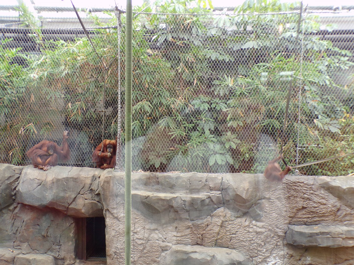 Sumatran orangutans 29.6.24
