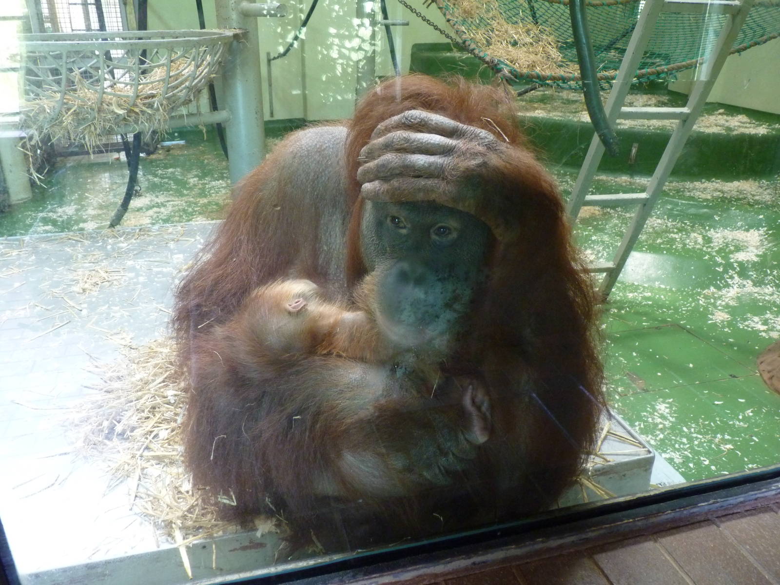 Sumatran Orangutans, April 2013