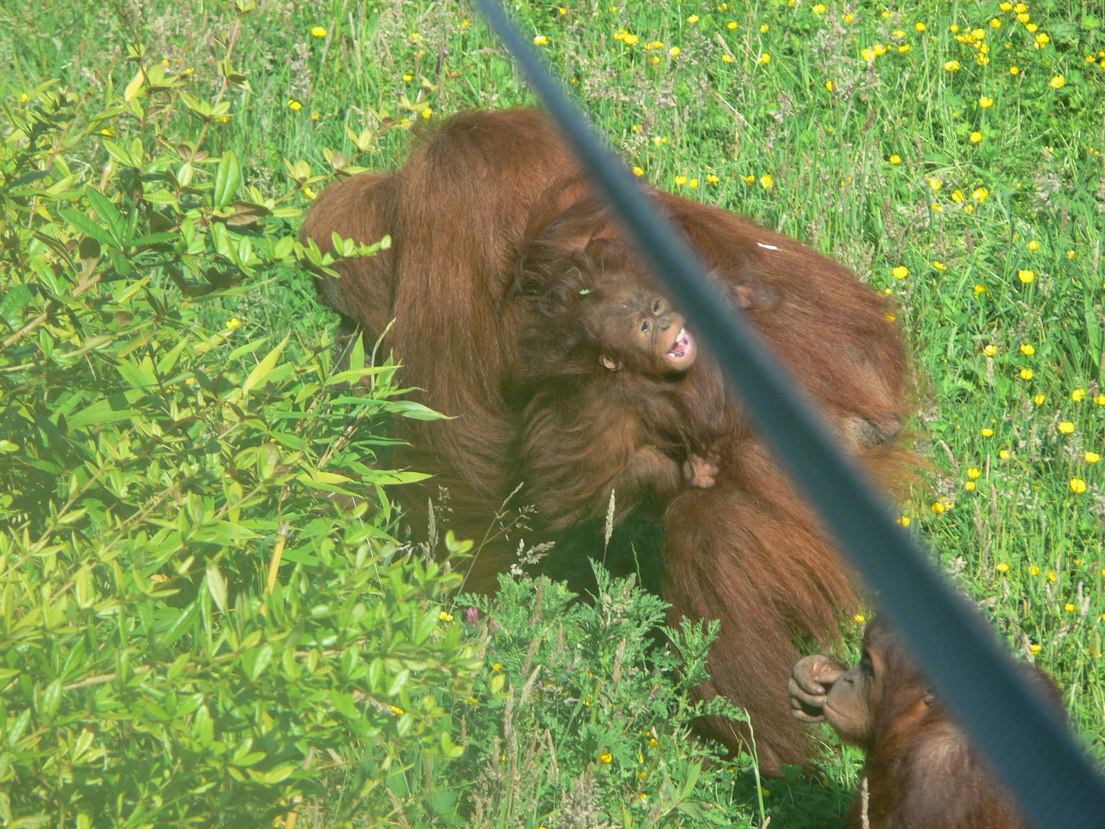 Sumatran Orangutans at Chester Zoo, 06/07/13