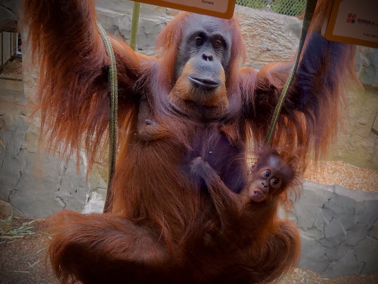 Sumatran Orangutans - Emma and new baby Hillda