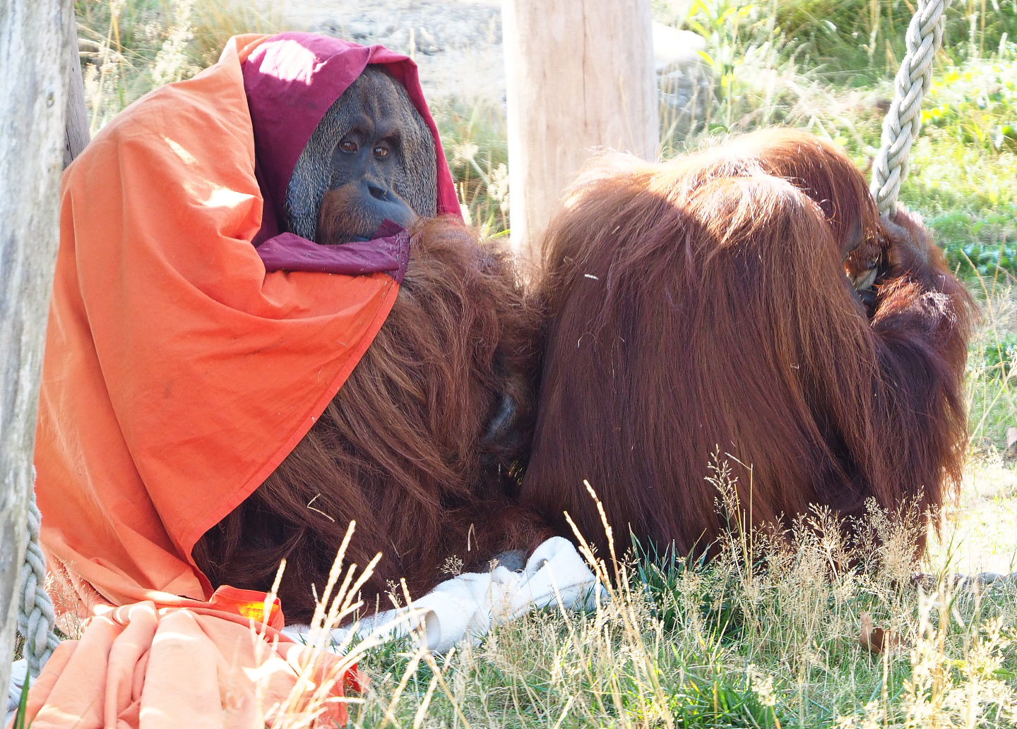 Sumatran orangutans Gempa and Sinta, 2020-09-02
