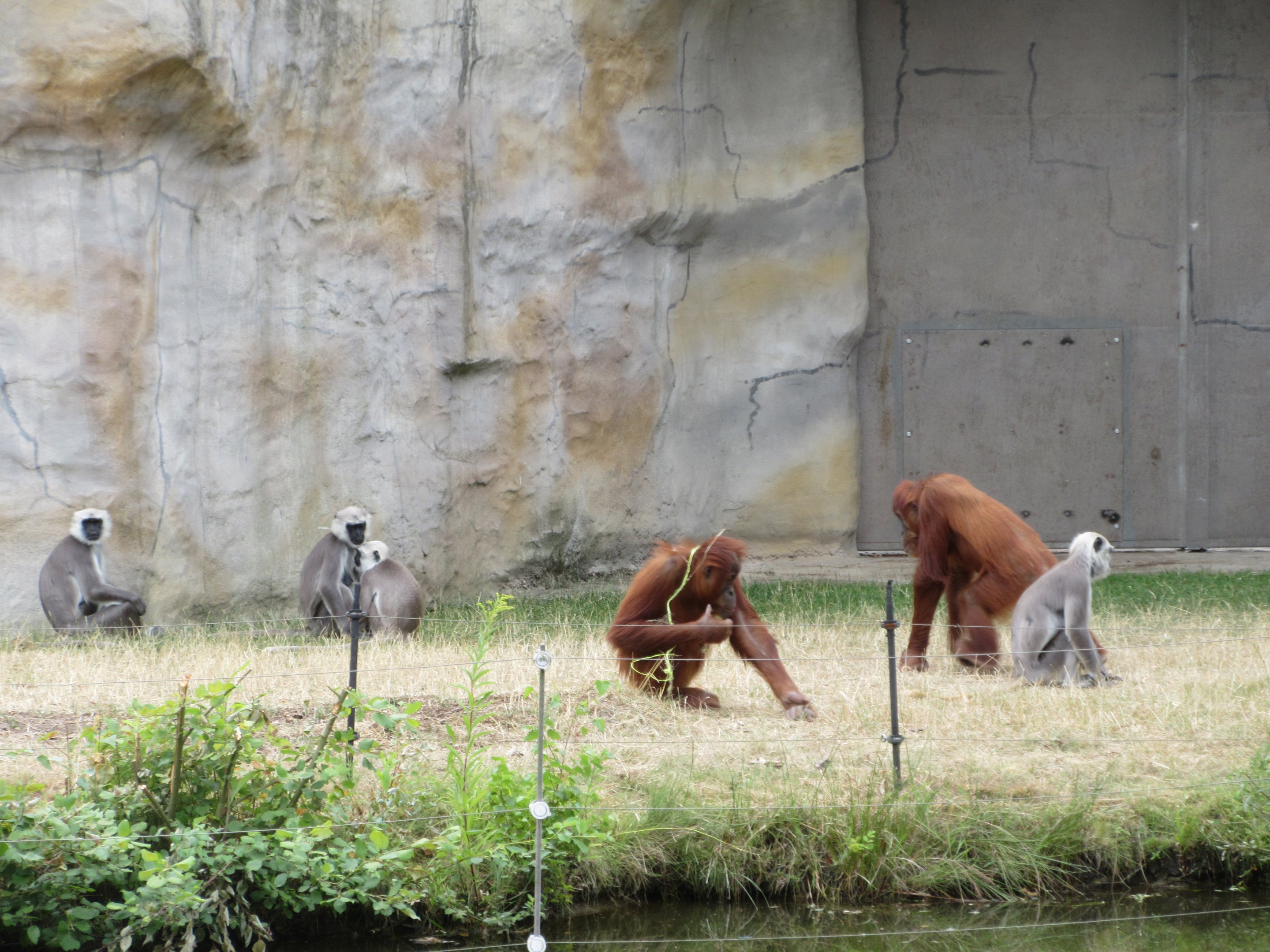 Sumatran Orangutans + Hanuman Langurs