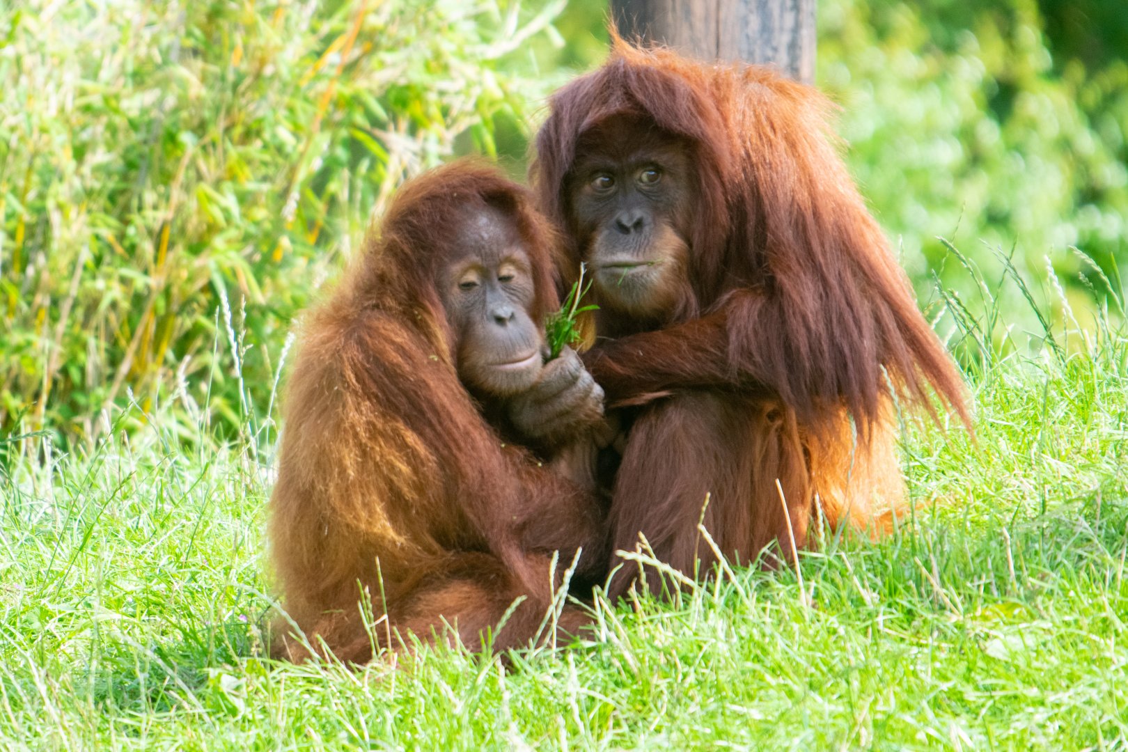 Sumatran Orangutans Kesuma (left) and Siska (right)