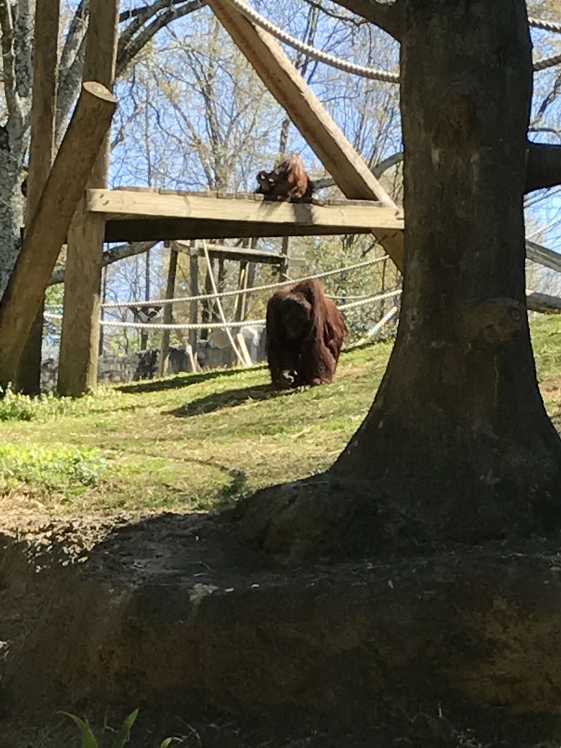 Sumatran orangutans: Madu & Keju