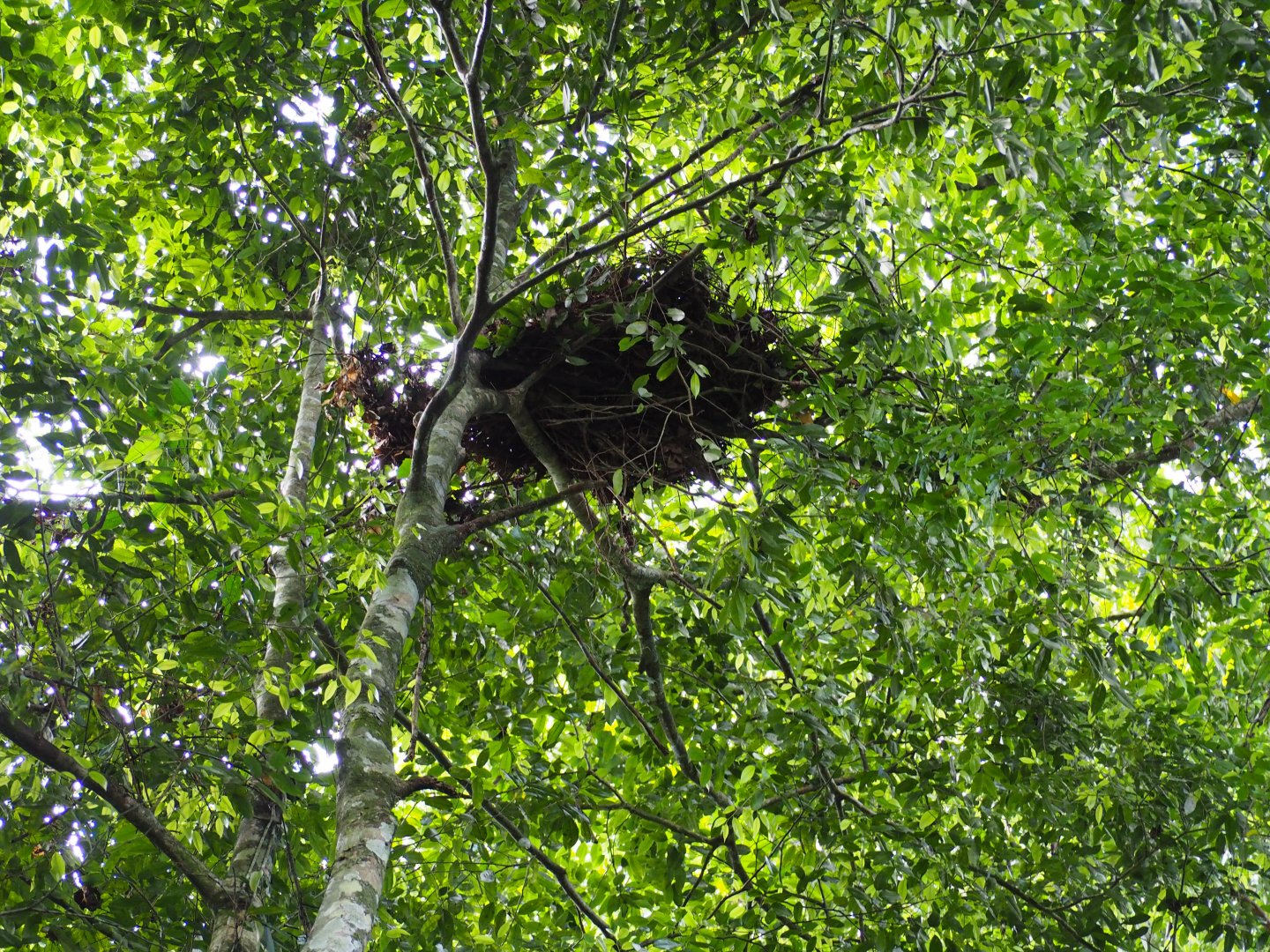 Sumatran Orangutans Nest