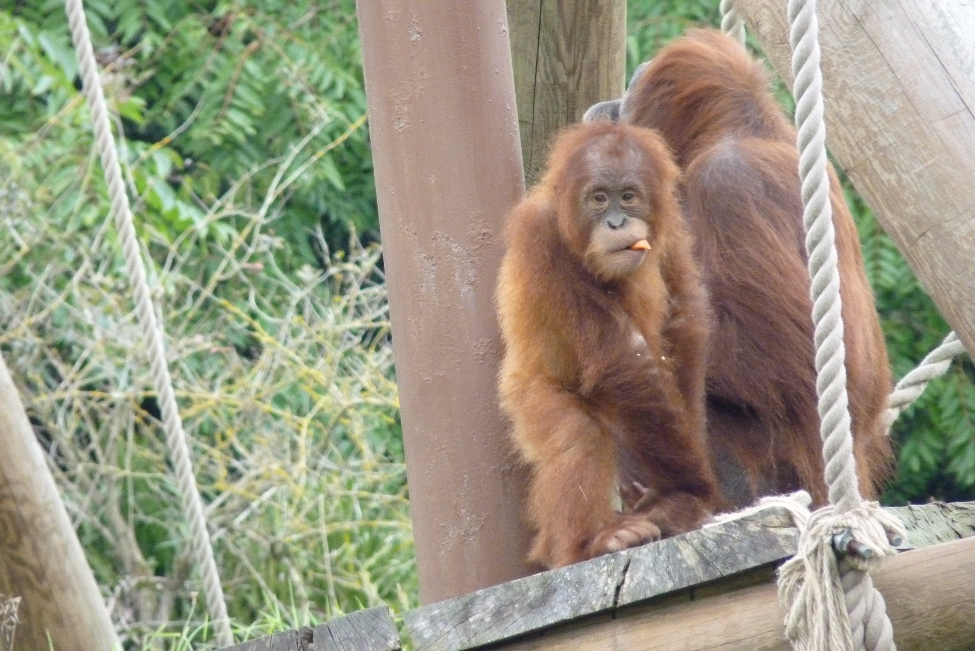 Sumatran Orangutans, October 2016