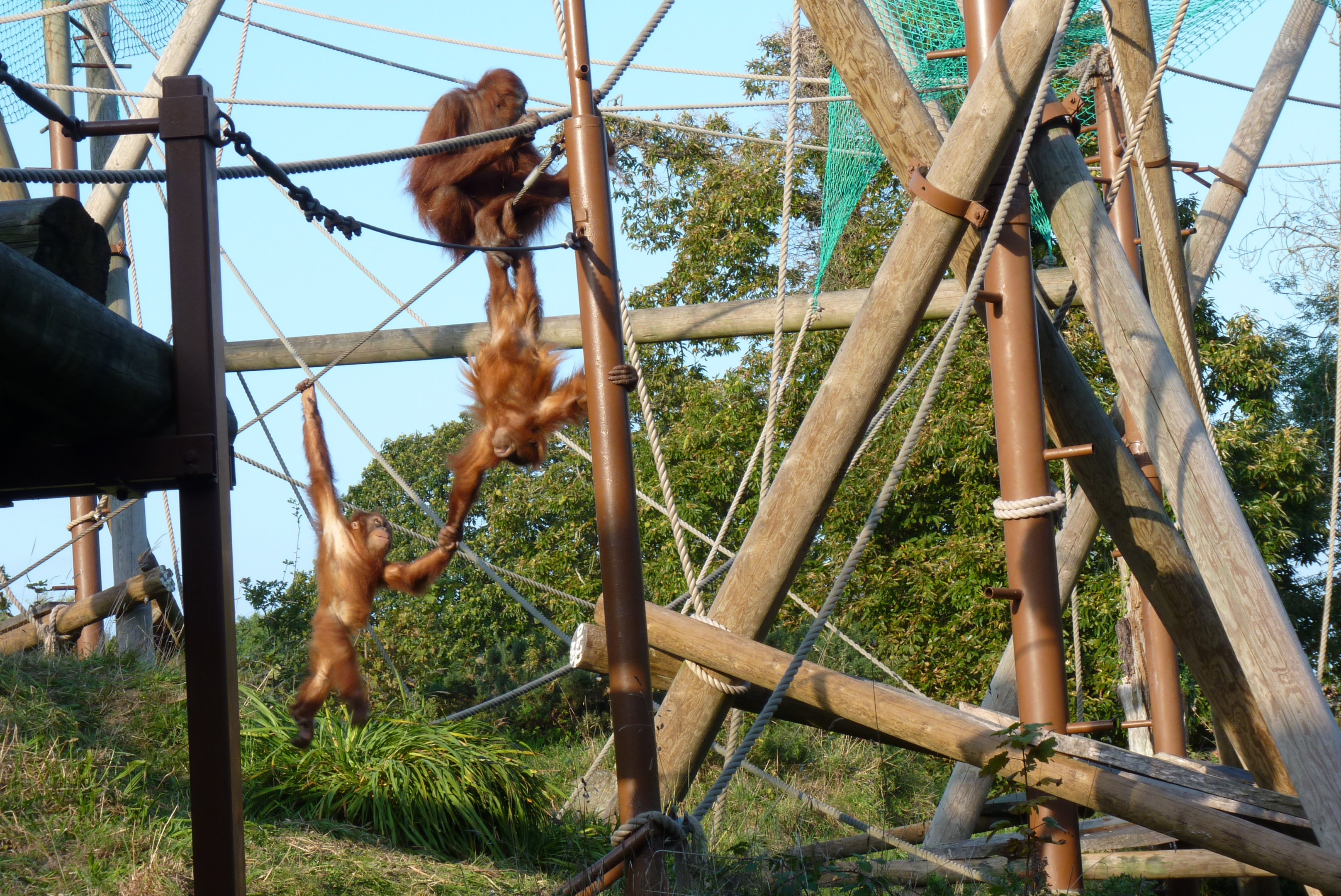 Sumatran Orangutans, October 2016