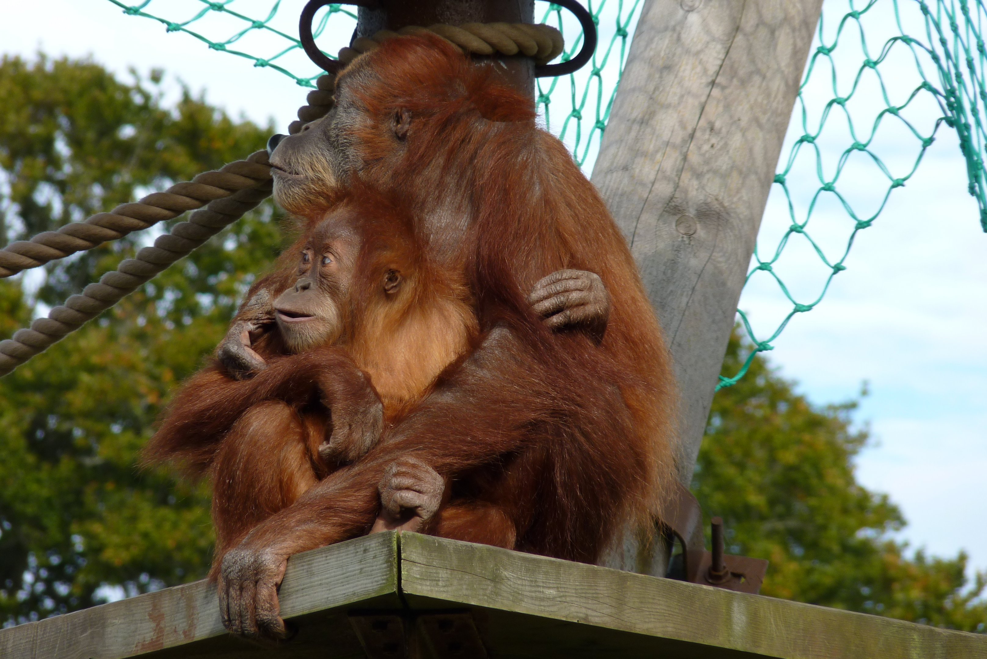 Sumatran Orangutans, October 2016