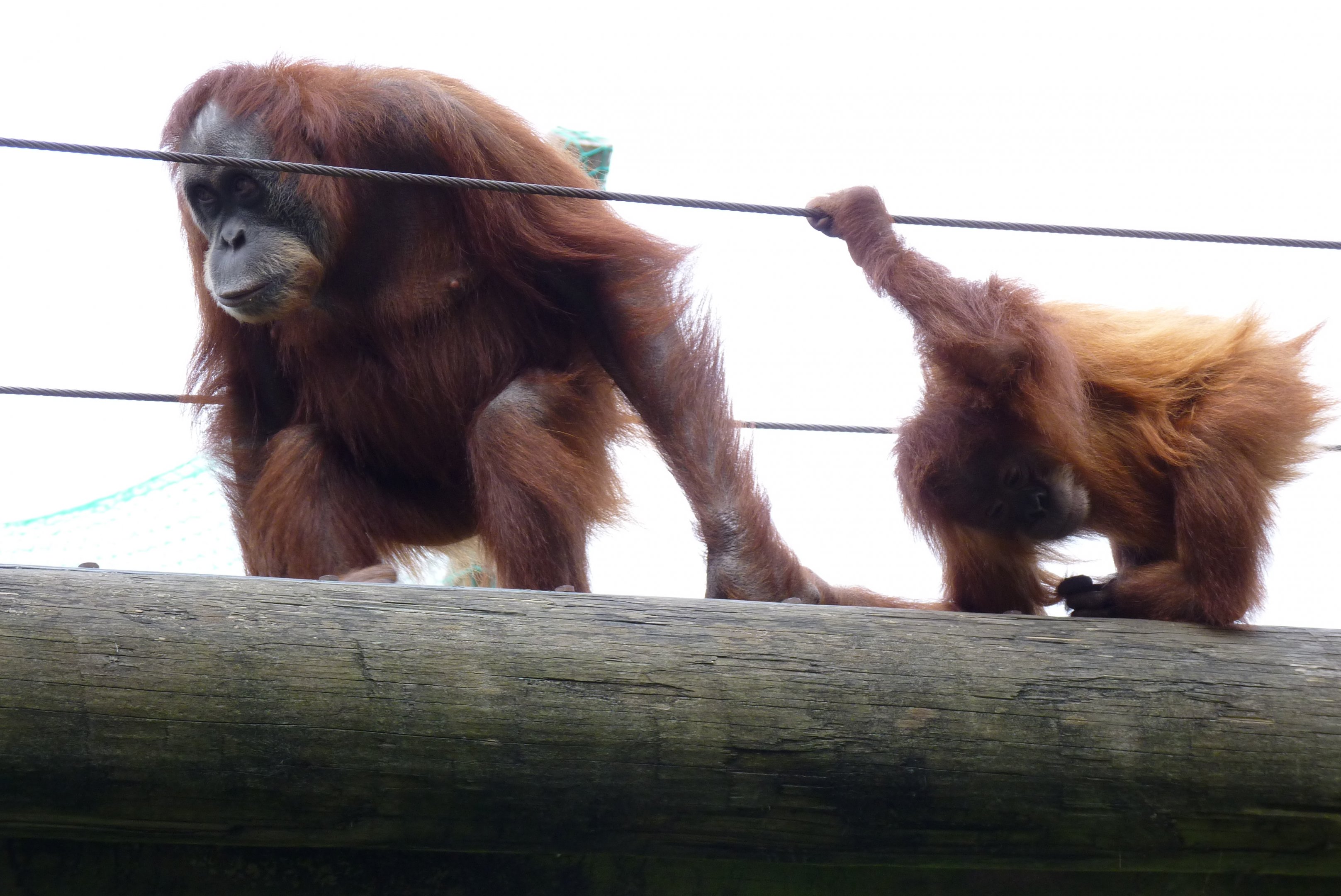Sumatran orangutans, October 2016