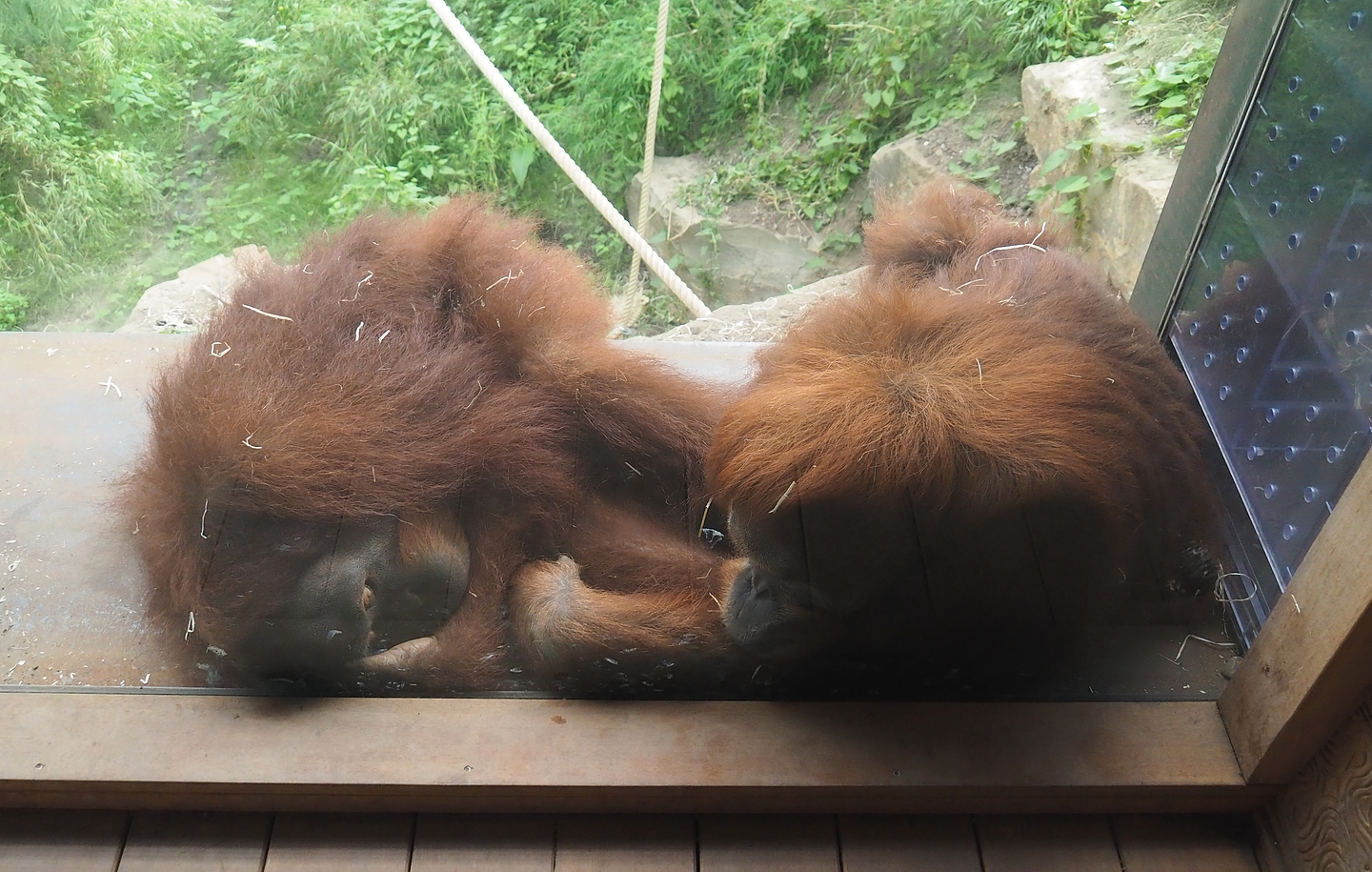 Sumatran orangutans (Pongo abelii), 2022-08-07