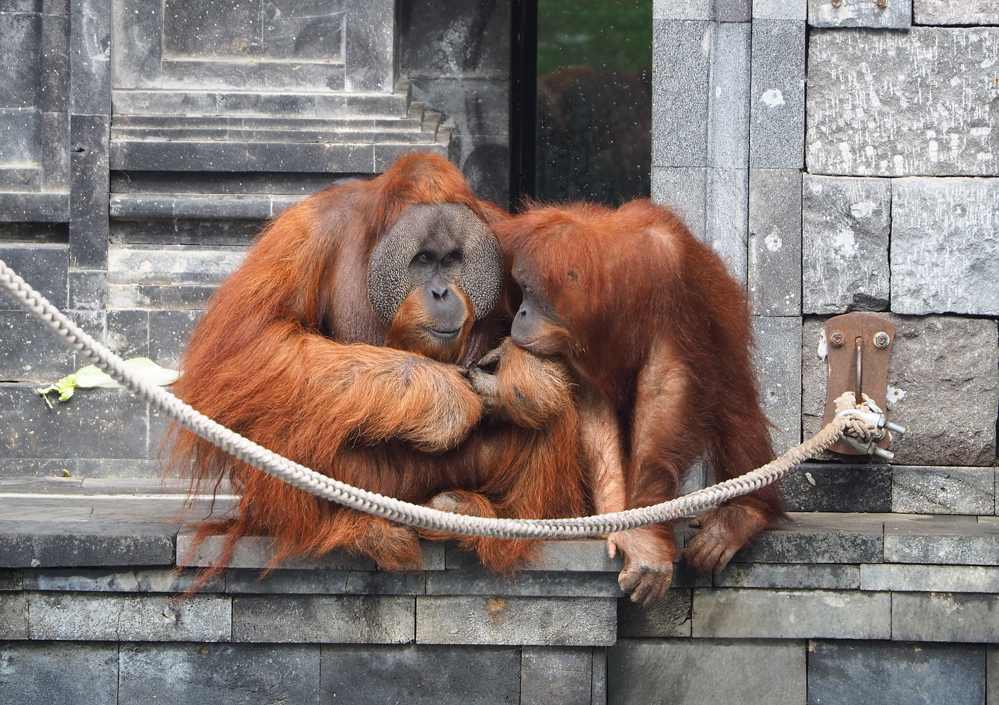 Sumatran orangutans (Pongo abelii), 2022-09-15