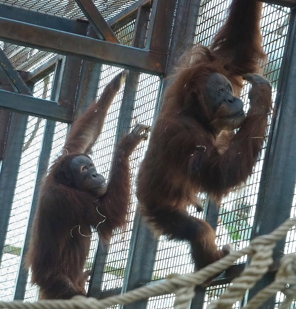 Sumatran orangutans (Pongo abelii), 2022-12-27