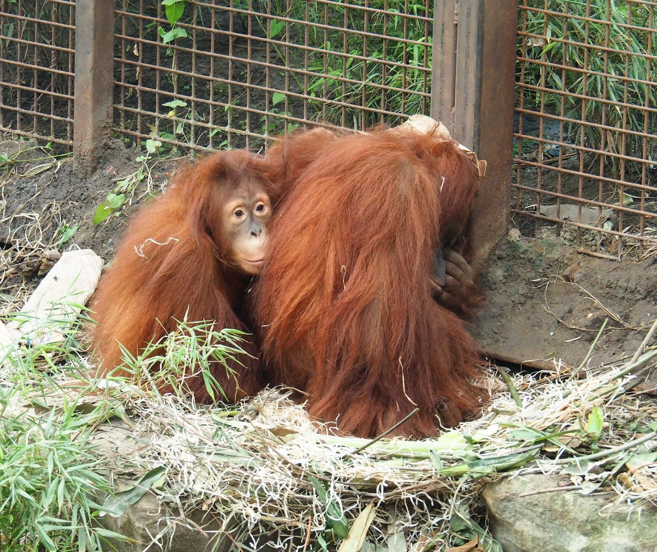 Sumatran orangutans (Pongo abelii), 2023-06-04