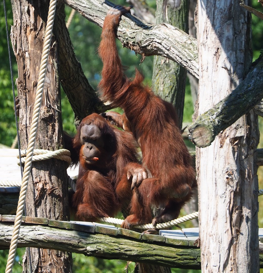 Sumatran orangutans (Pongo abelii), 2023-06-04