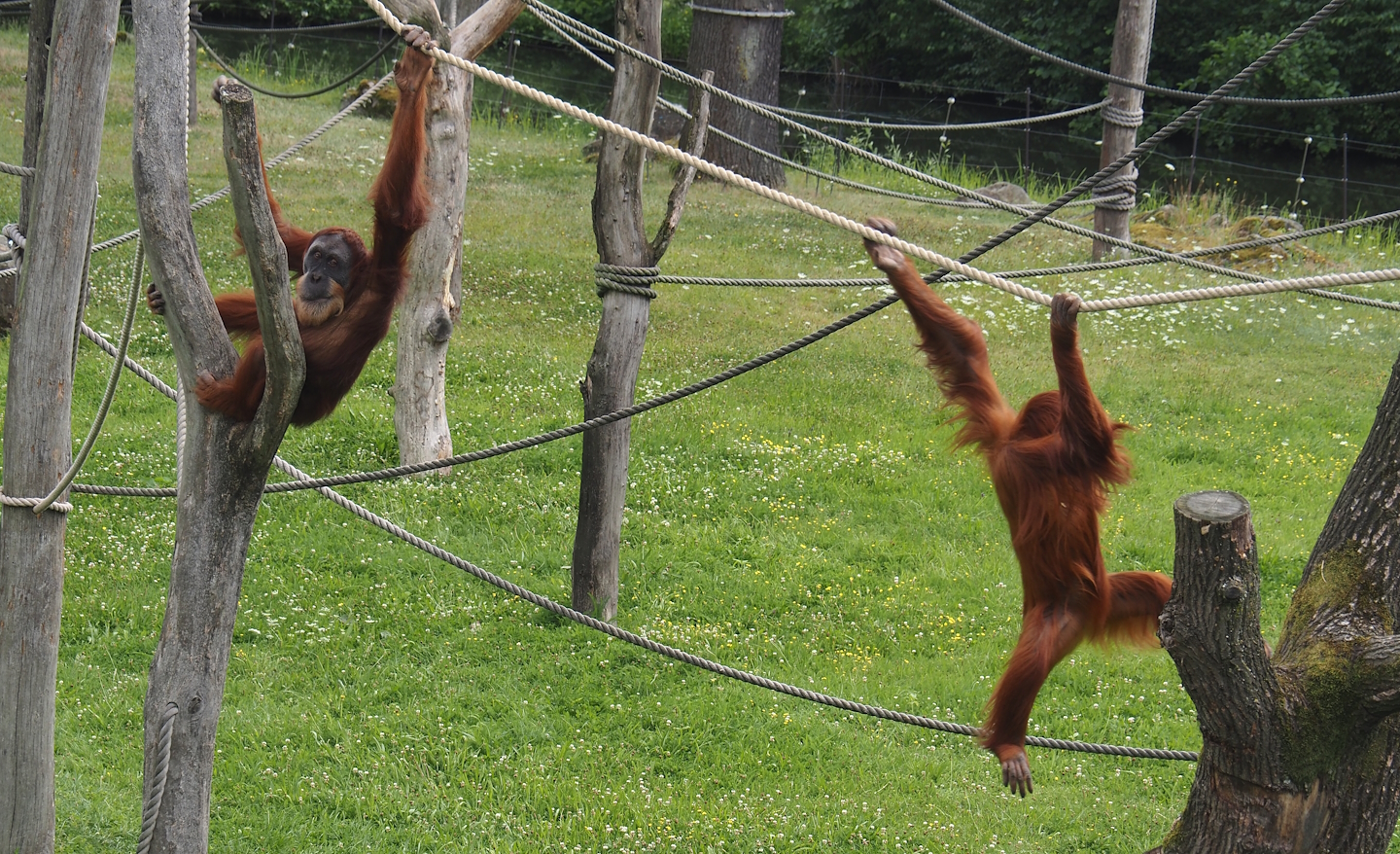 Sumatran orangutans (Pongo abelii), 2024-08-05