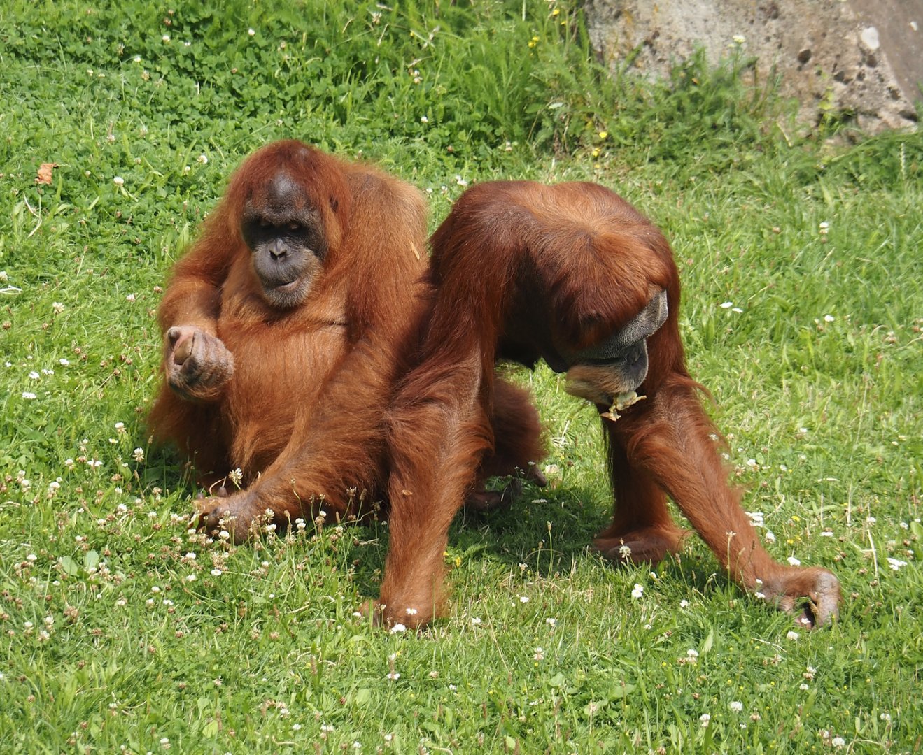 Sumatran orangutans (Pongo abelii), 2024-08-05