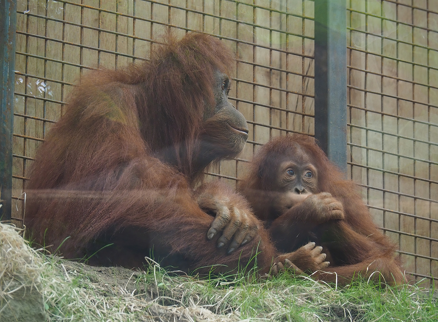 Sumatran orangutans (Pongo abelii) Kila and Ombak, 2022-08-07