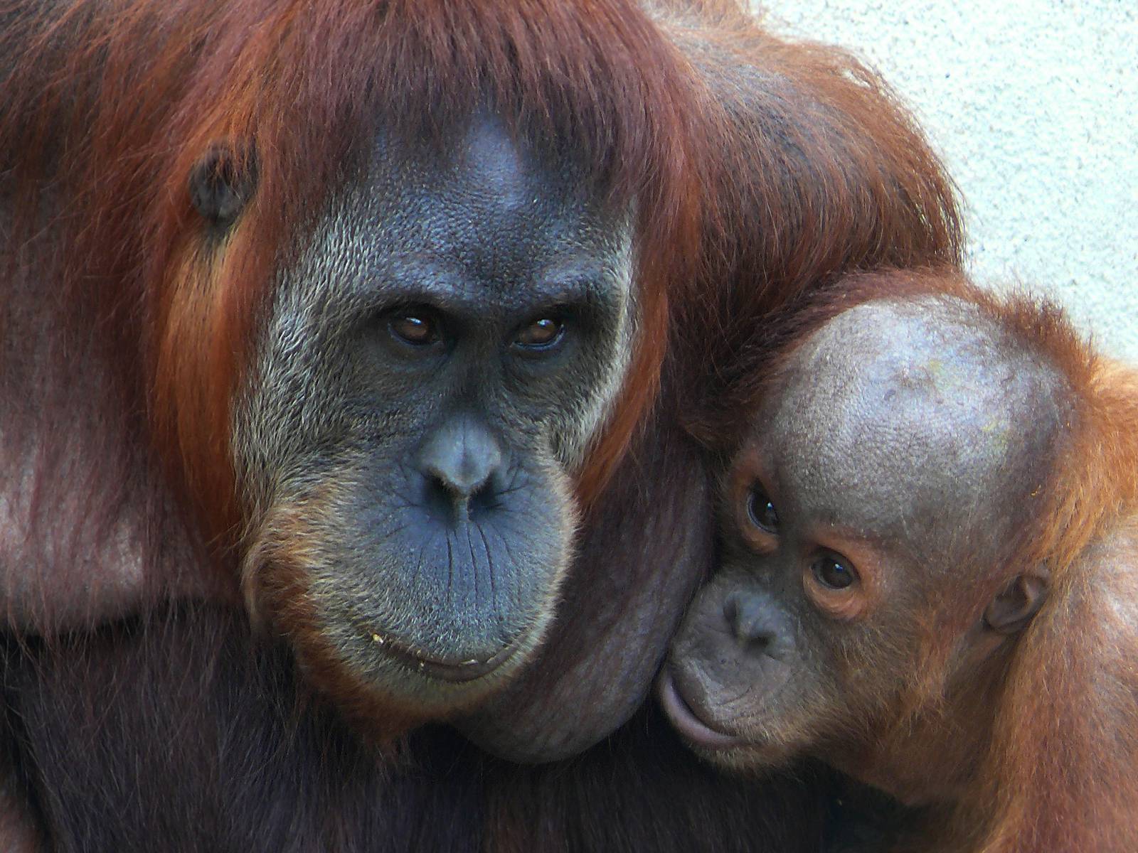 Sumatran orangutans (Pongo abelii)