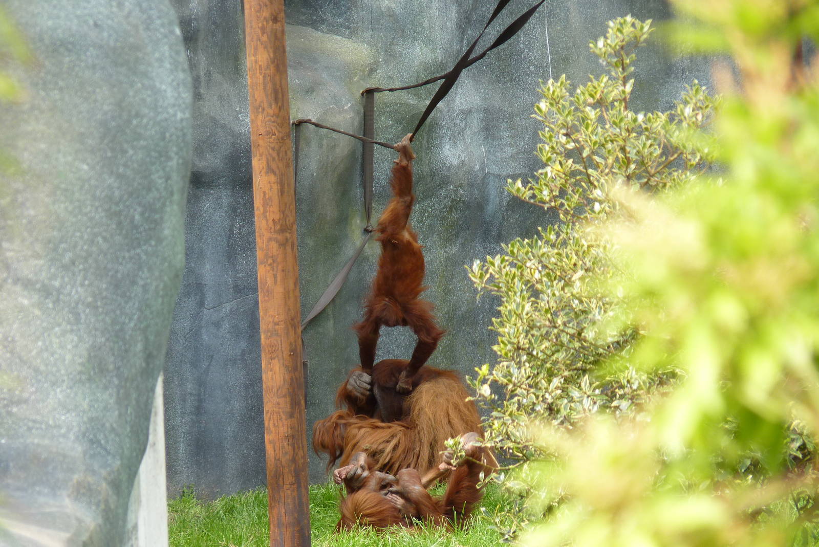 Sumatran Orangutans, September 2016