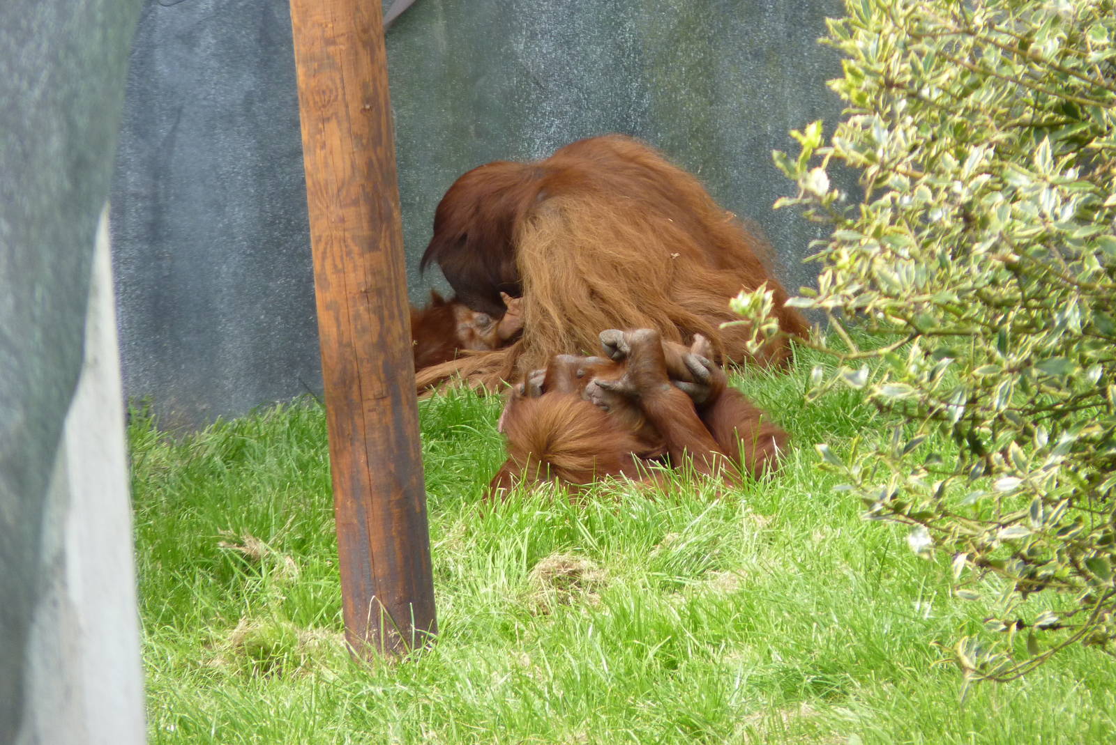 Sumatran Orangutans, September 2016