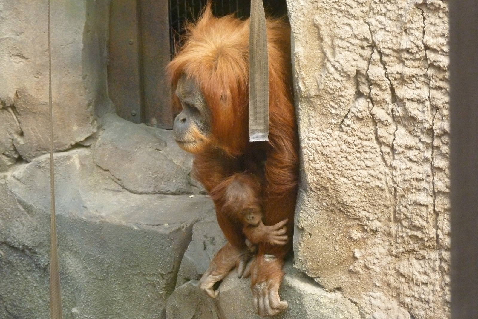 Sumatran Orangutans, September 2016