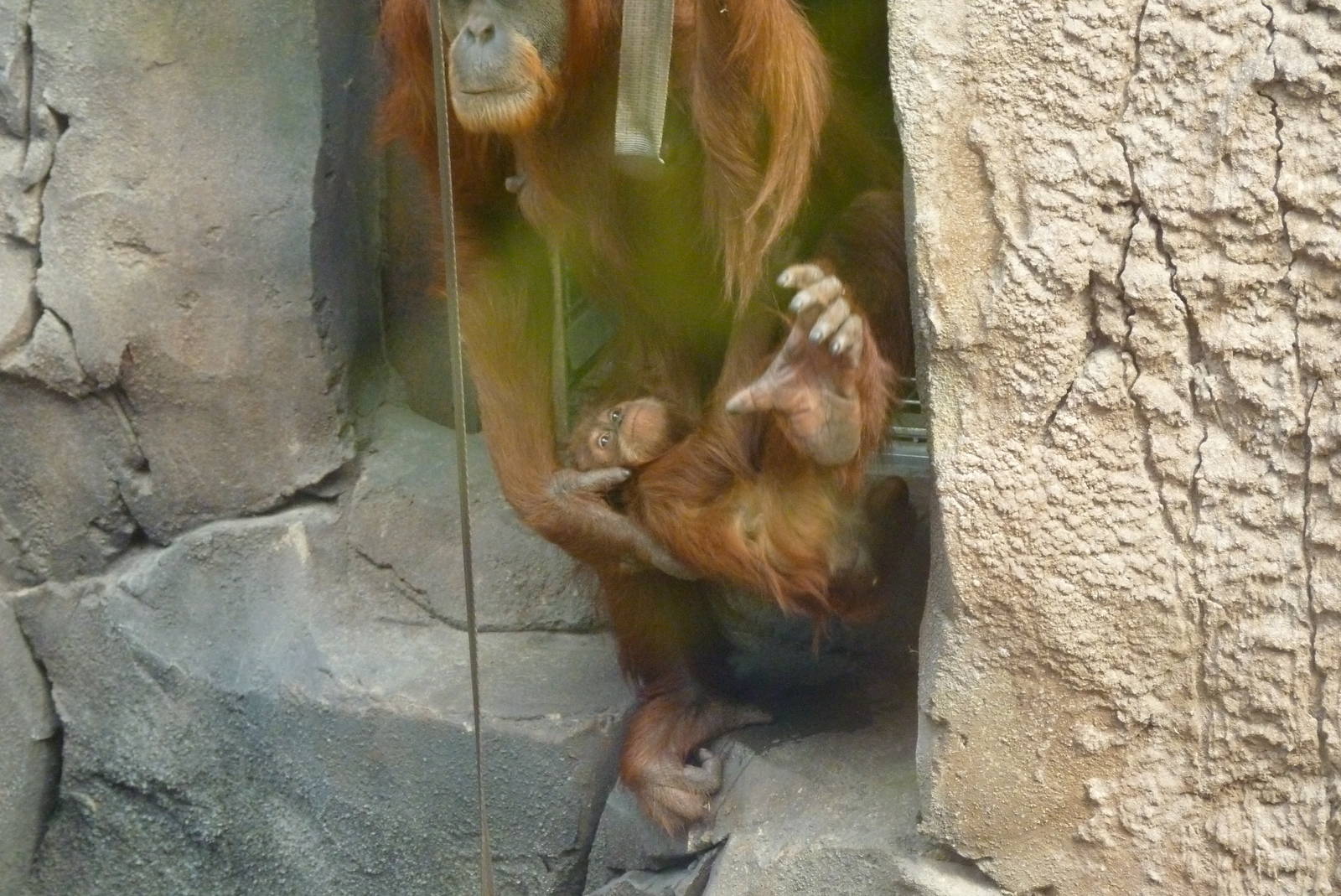 Sumatran Orangutans, September 2016