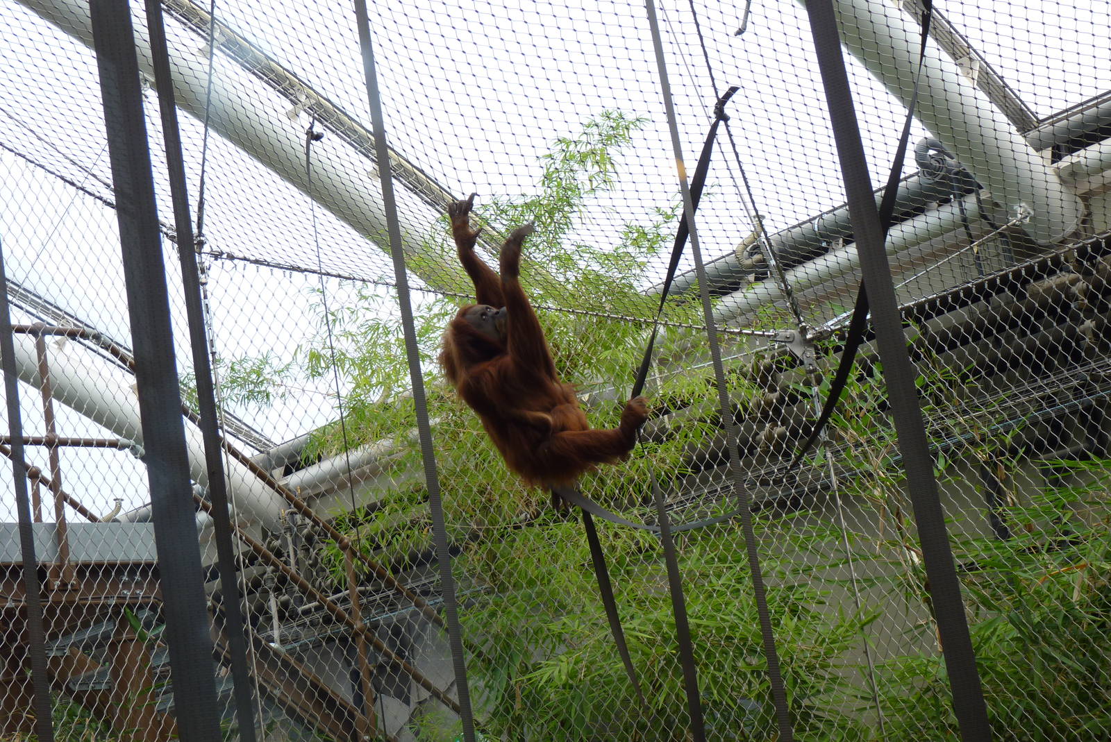 Sumatran Orangutans, September 2016