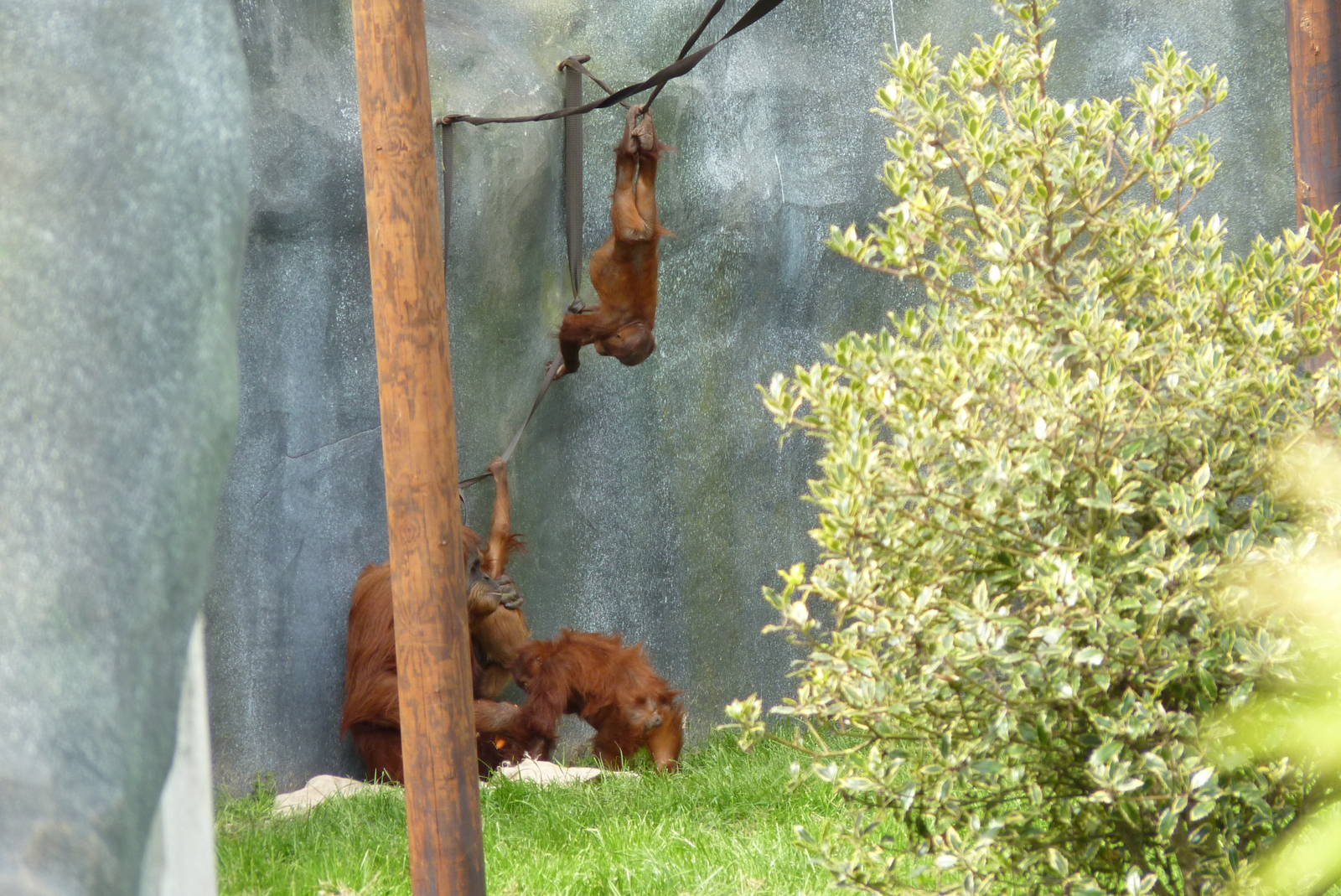 Sumatran Orangutans, September 2016
