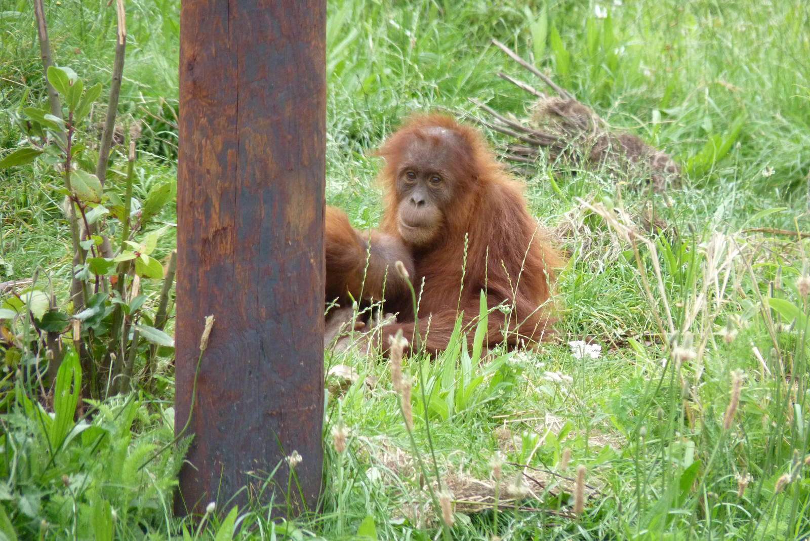 Sumatran Orangutans, September 2016