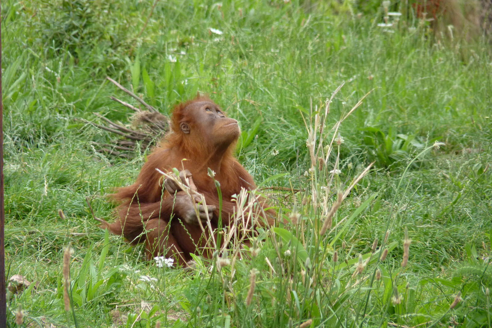 Sumatran Orangutans, September 2016