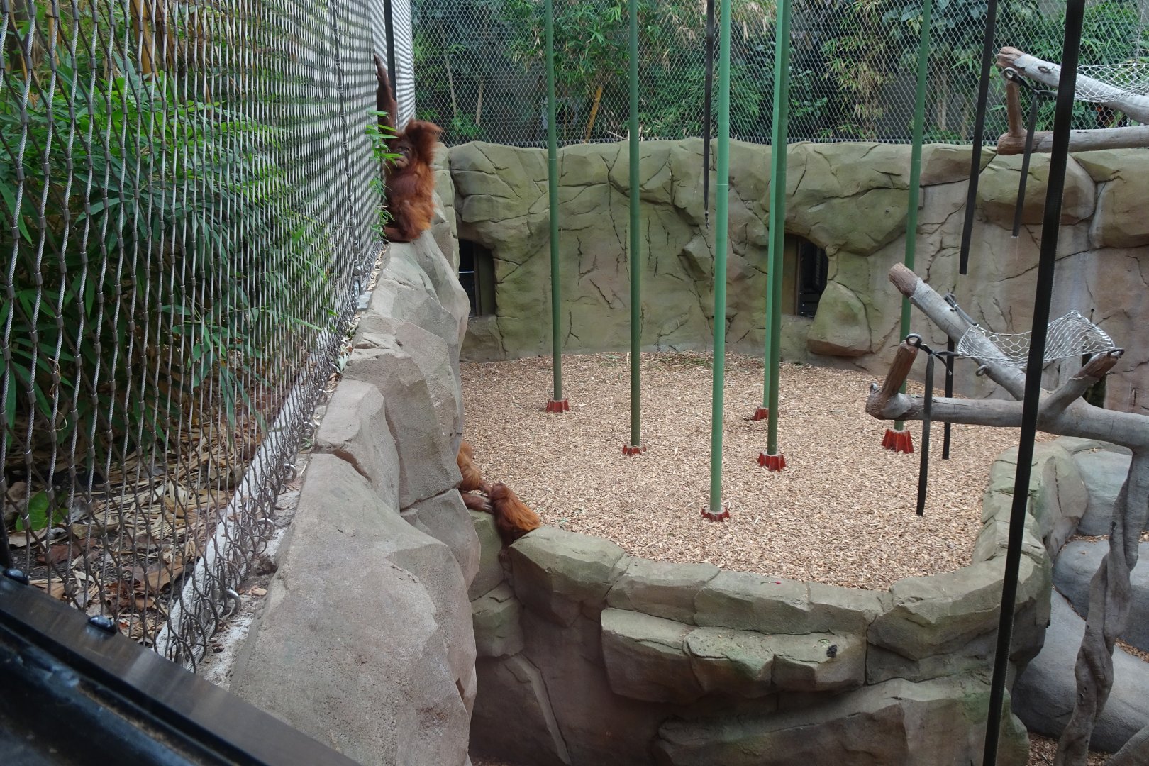 Sumatran Orangutans, September 2017