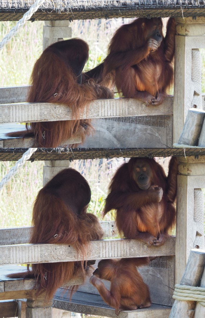 Sumatran orangutans Ujian, Sari en Berani (Pongo abelii), 2020-09-02