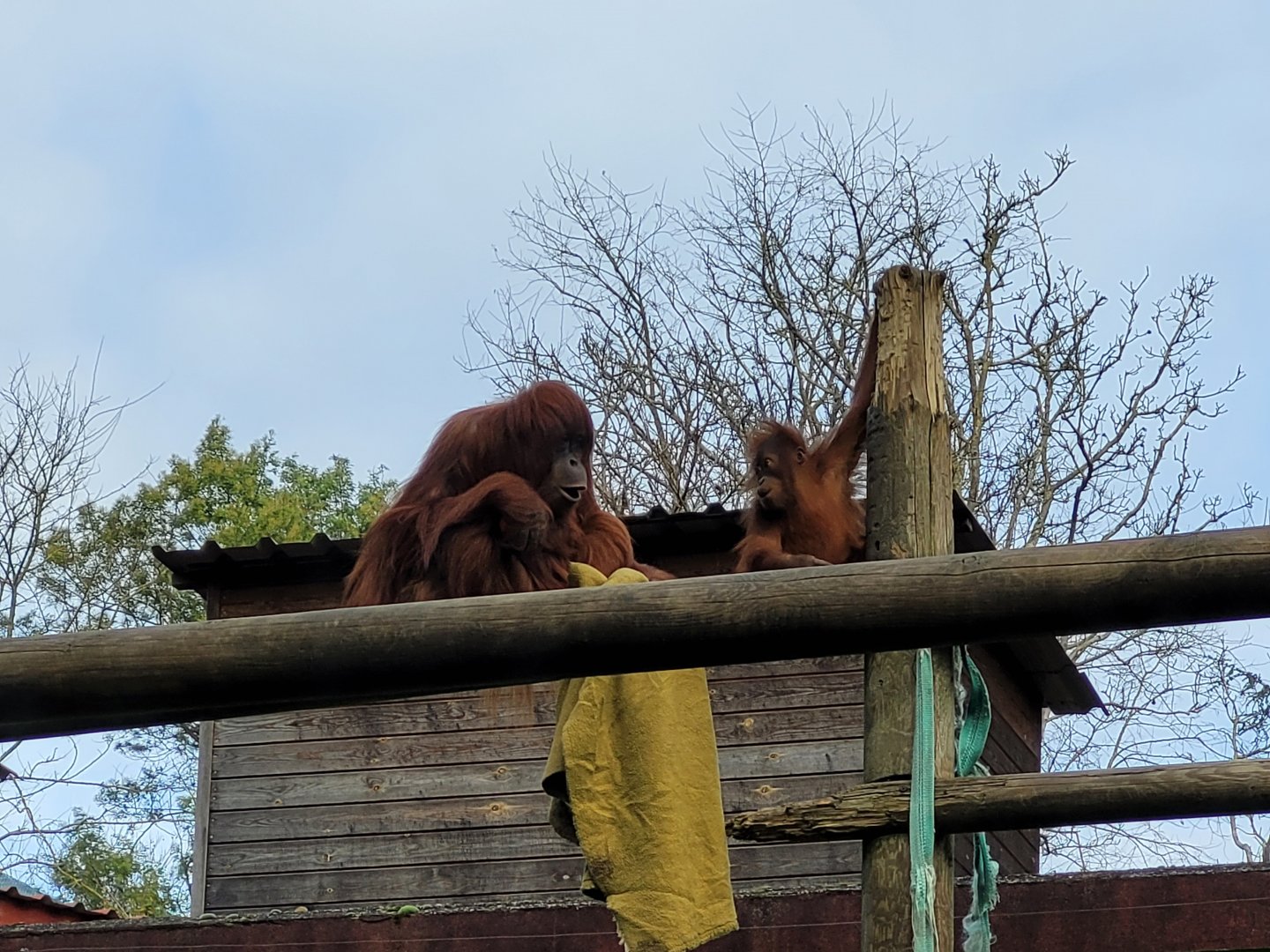 Sumatran orangutans -Zoo de Santillana del Mar (2023)