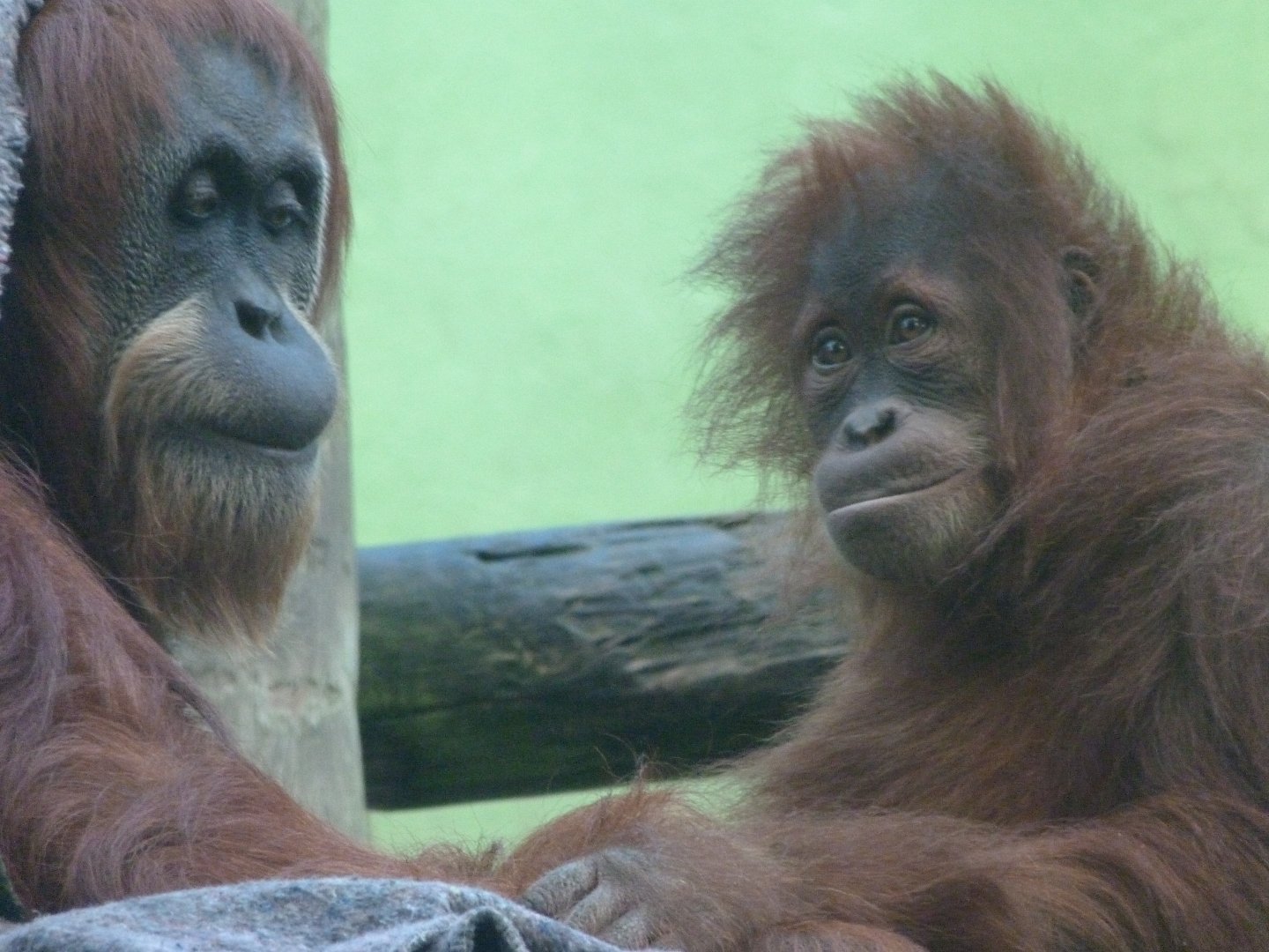 Sumatran orangutans -Zoo de Santillana del Mar (2024)