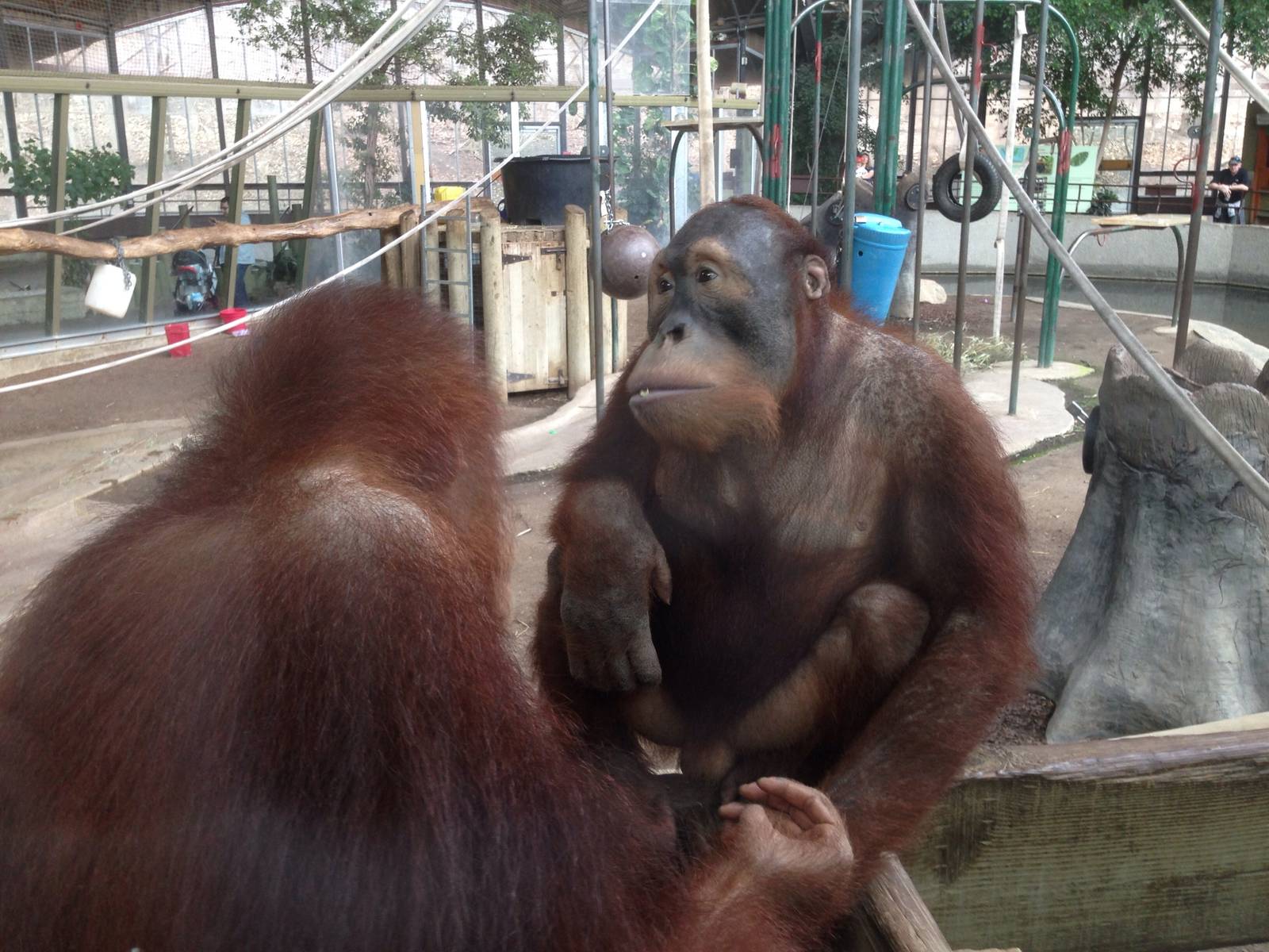 Sumatran orangutans