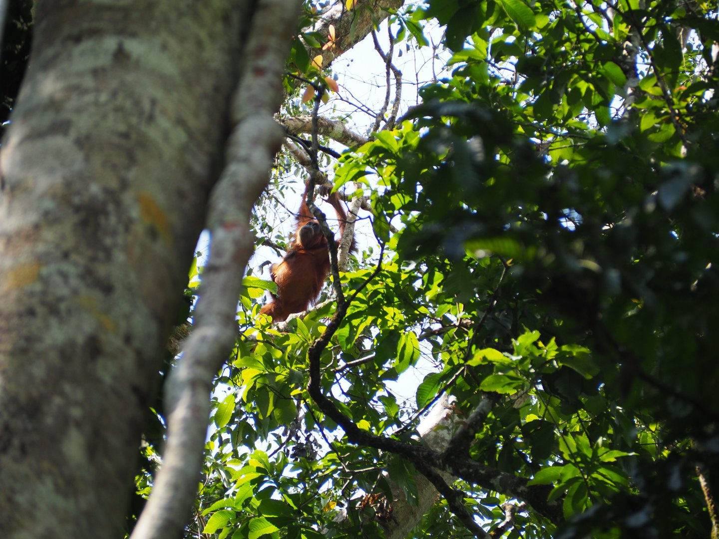 Sumatran Orangutans