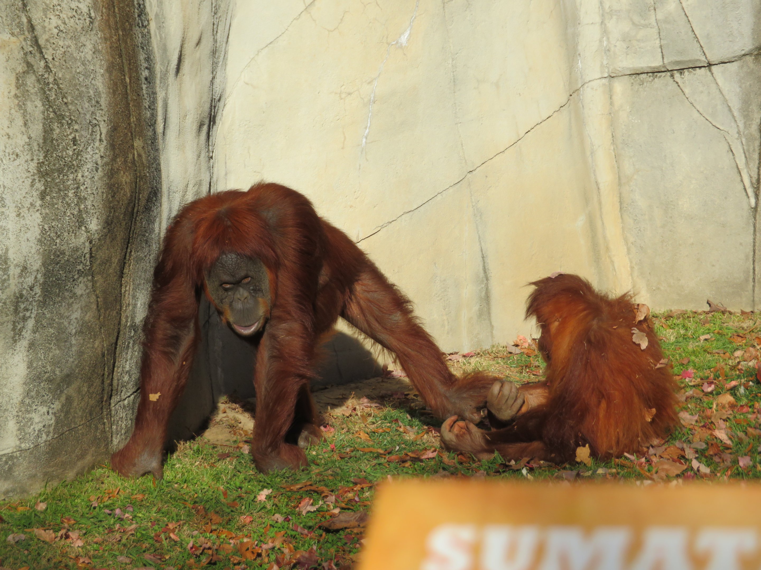 Sumatran Orangutans