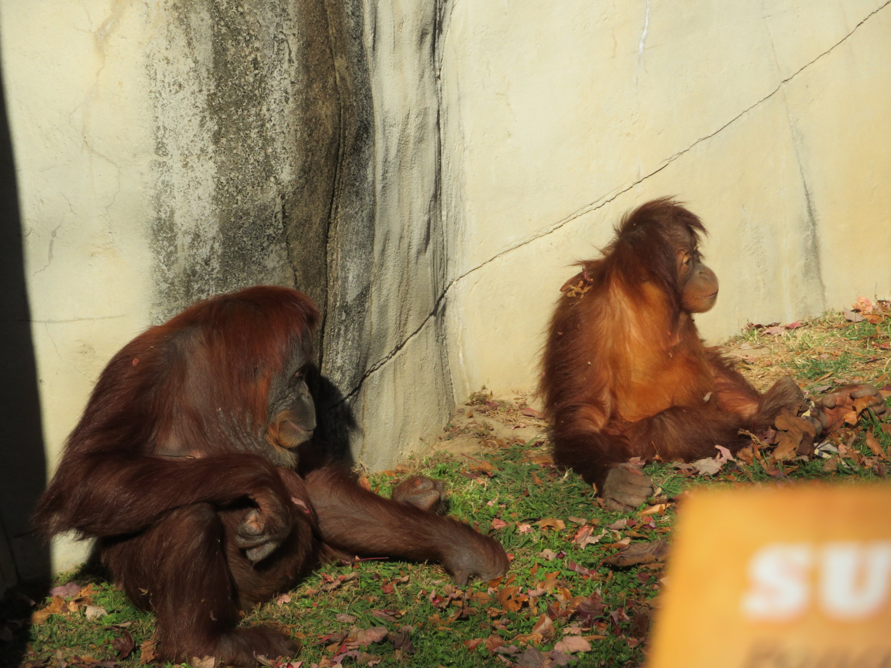 Sumatran Orangutans