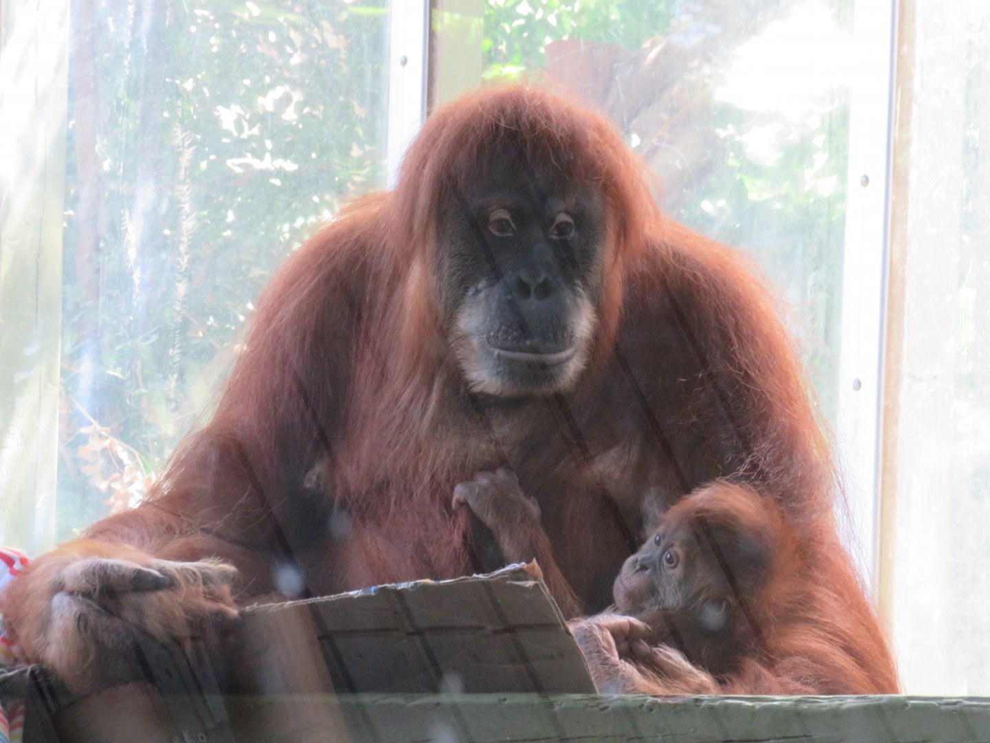 Sumatran orangutans