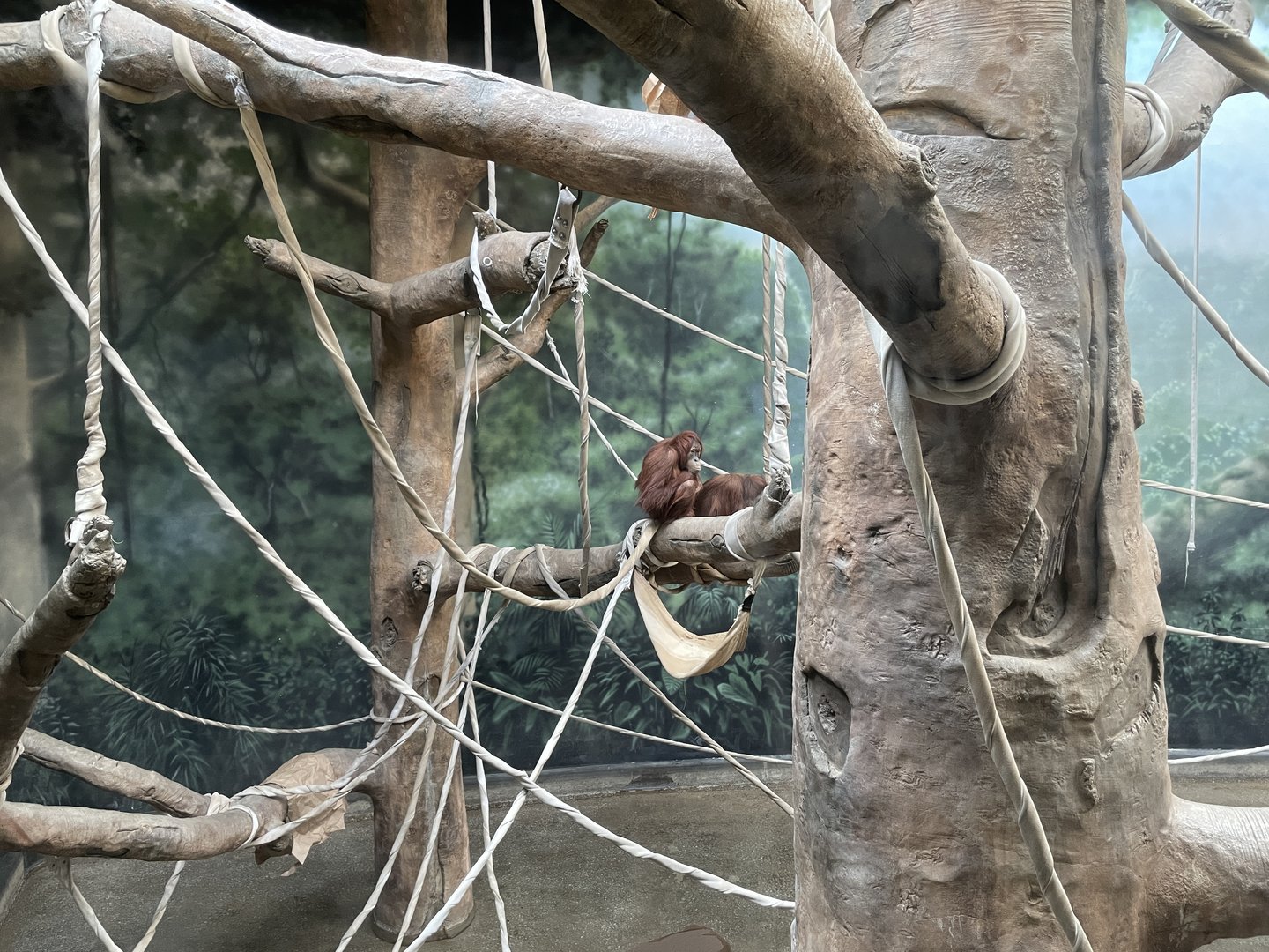 Sumatran orangutans